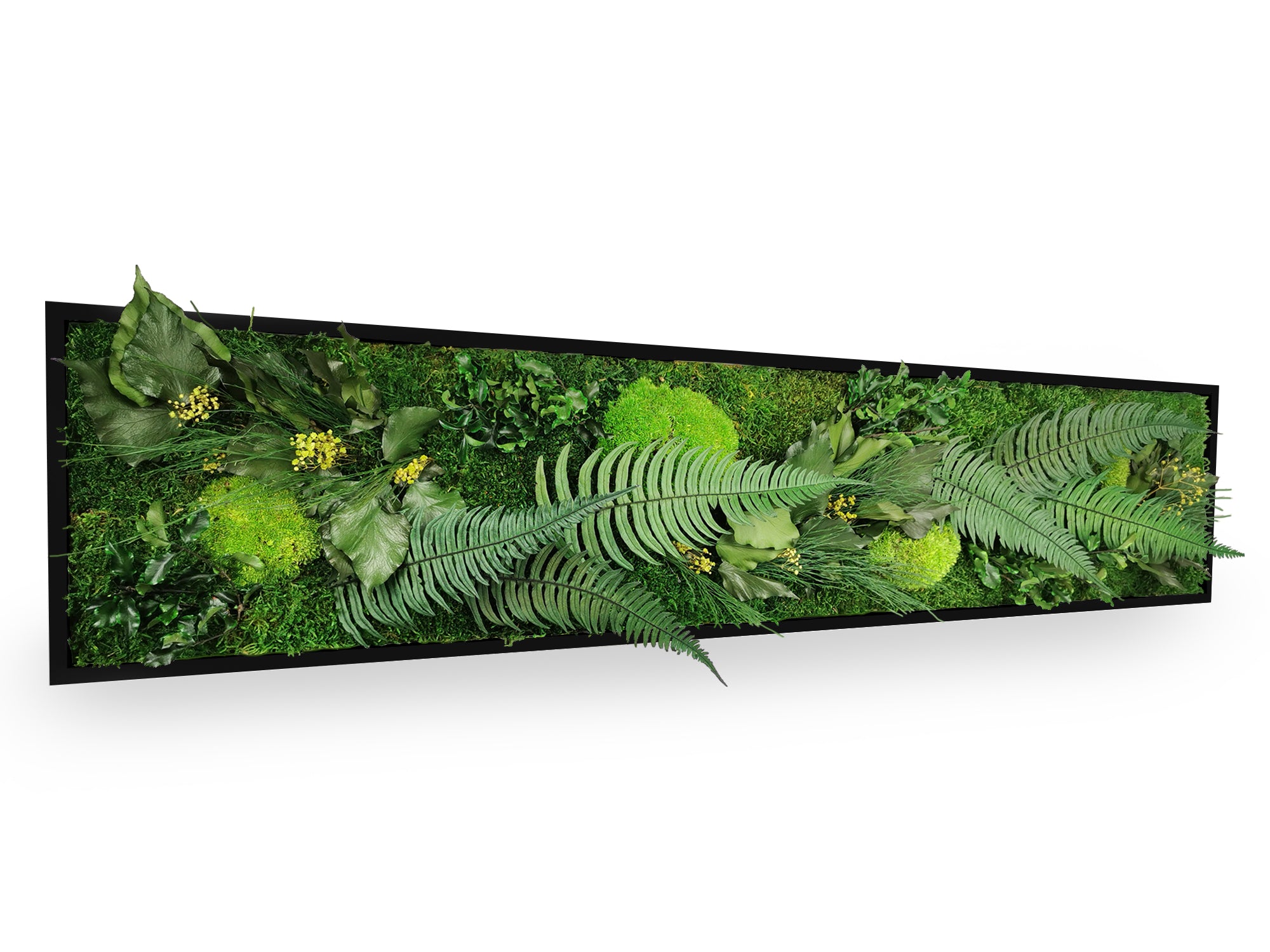 Tableau végétal stabilisé Elegance 25x115 cm cadre noir mat moderne - mousses vertes fougères lierres gypsophile naturels - mur végétal design contemporain industriel - décoration tendance sans entretien