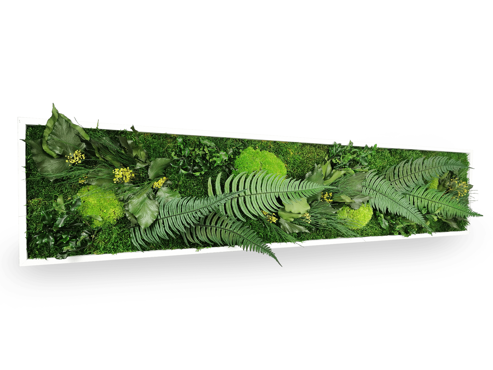 Tableau Végétal Stabilisé Elegance 25x115