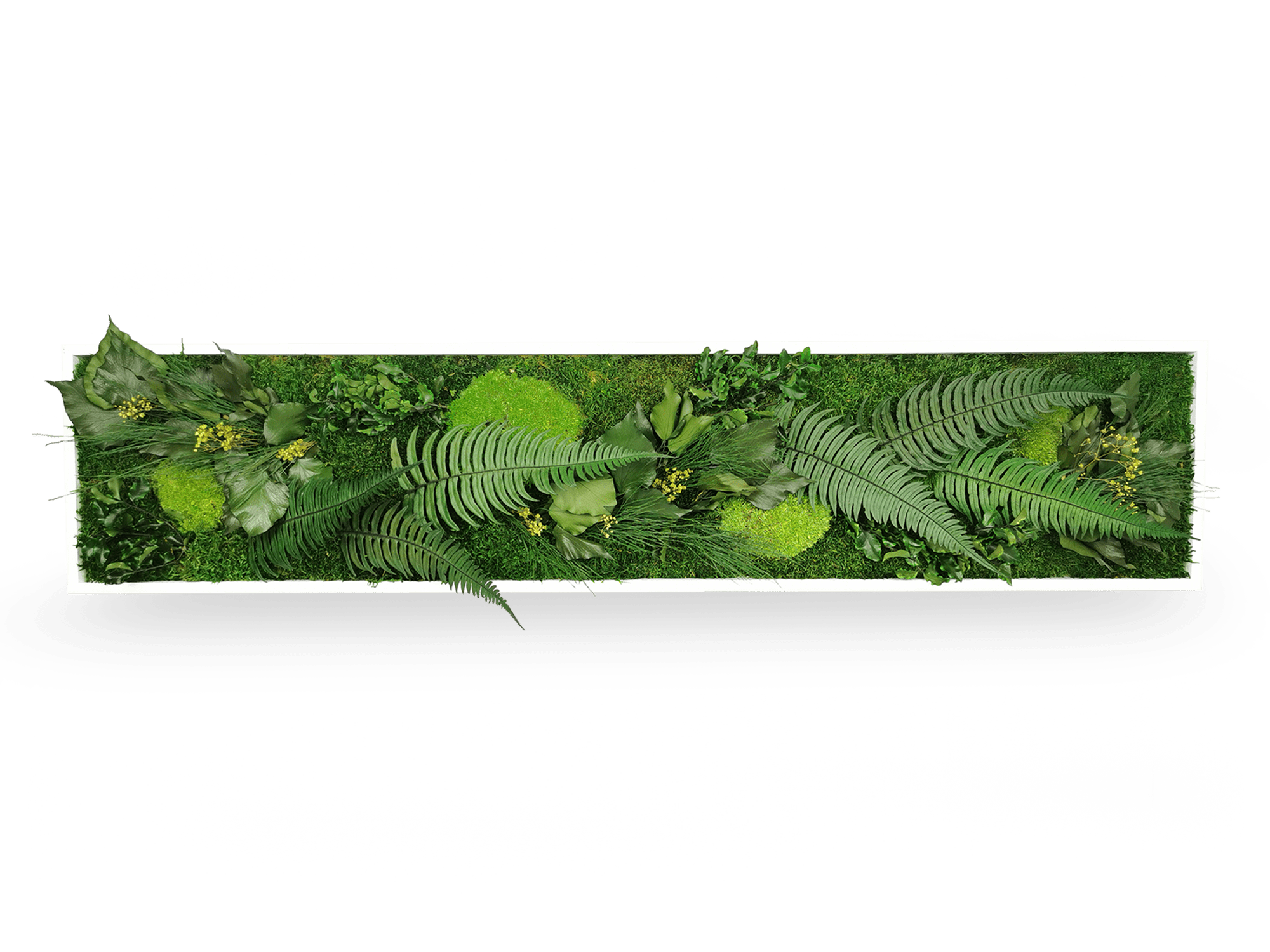 Gros plan détail tableau végétal Elegance 25x115 cm - texture mousses boules plates relief 3D fougères naturelles gypsophile rose - composition végétale forêt sous-bois - plantes stabilisées durables sans entretien