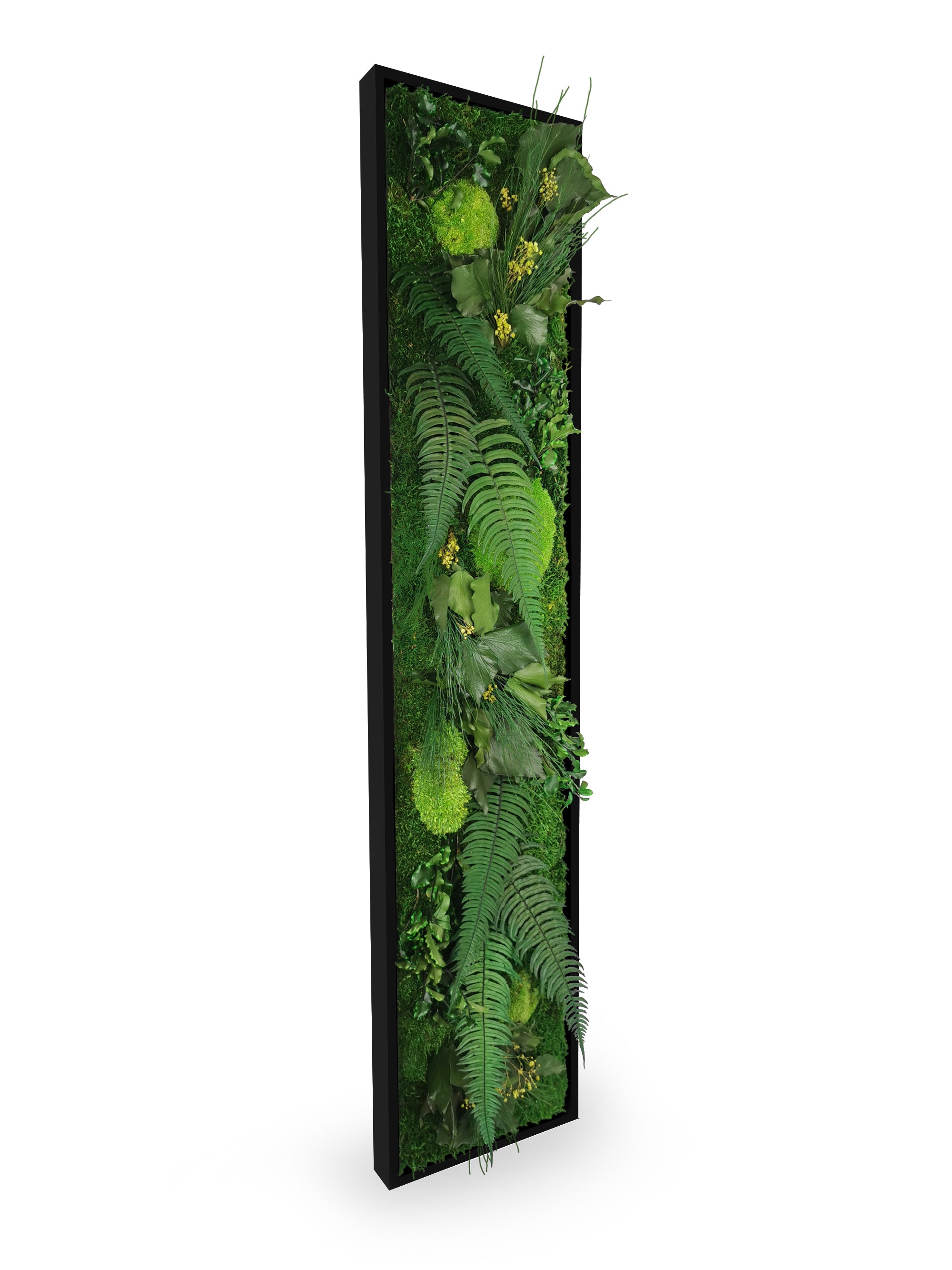 Vue rapprochée tableau végétal stabilisé Elegance 25x115 cm cadre noir - composition végétale naturelle mousses fougères gypsophile - mur végétal moderne épuré sans entretien arrosage lumière