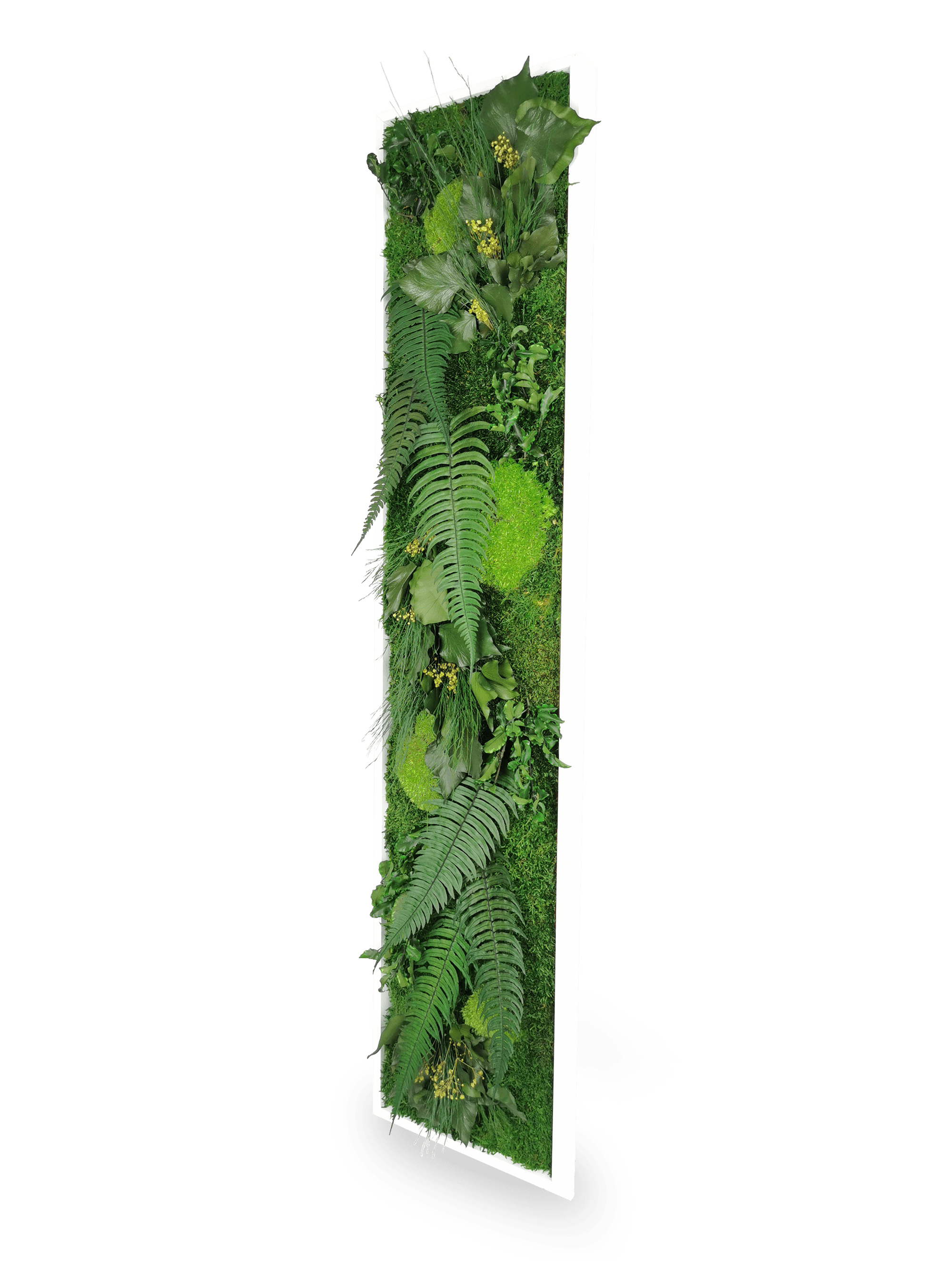 Installation tableau végétal stabilisé Elegance 25x115 cm mur blanc - format rectangulaire vertical étroit long - jardin vertical intérieur tendance - décoration murale végétale premium haut gamme sans arrosage