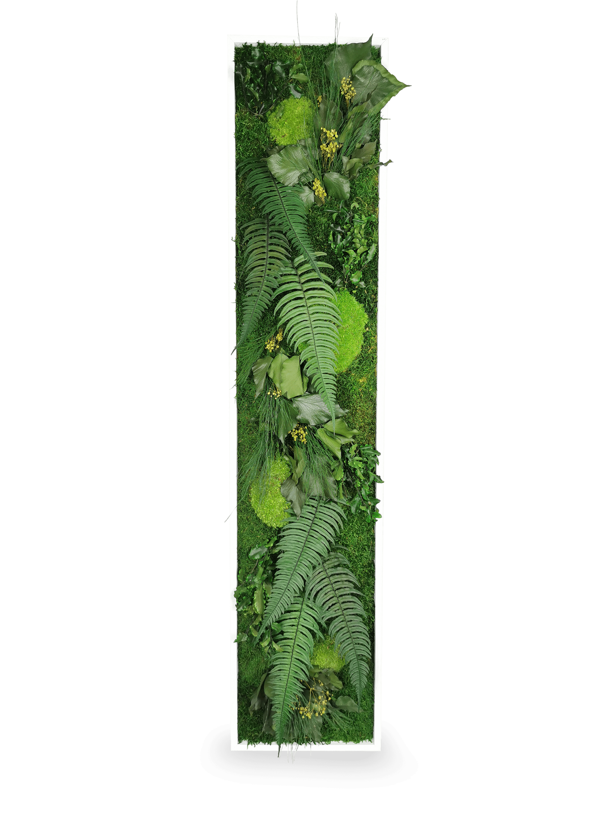 Installation tableau végétal stabilisé Elegance 25x115 cm mur blanc - format rectangulaire vertical étroit long - jardin vertical intérieur tendance - décoration murale végétale premium haut gamme sans arrosage
