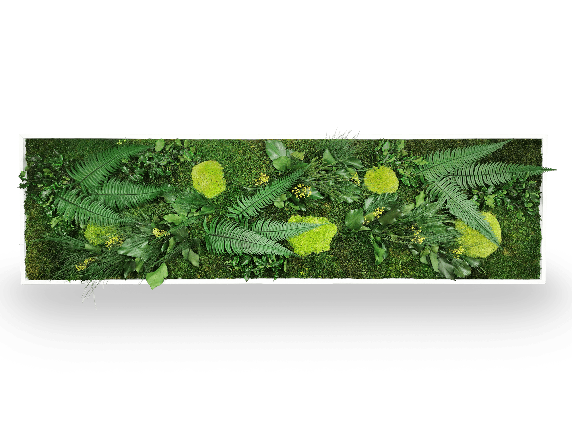 Gros plan macro tableau végétal stabilisé Elegance 40x140 cm - détail mousses boules acidulées vertes fougères vert foncé lierres gypsophile rose - plantes naturelles préservées sans eau ni lumière - jardin vertical décoratif