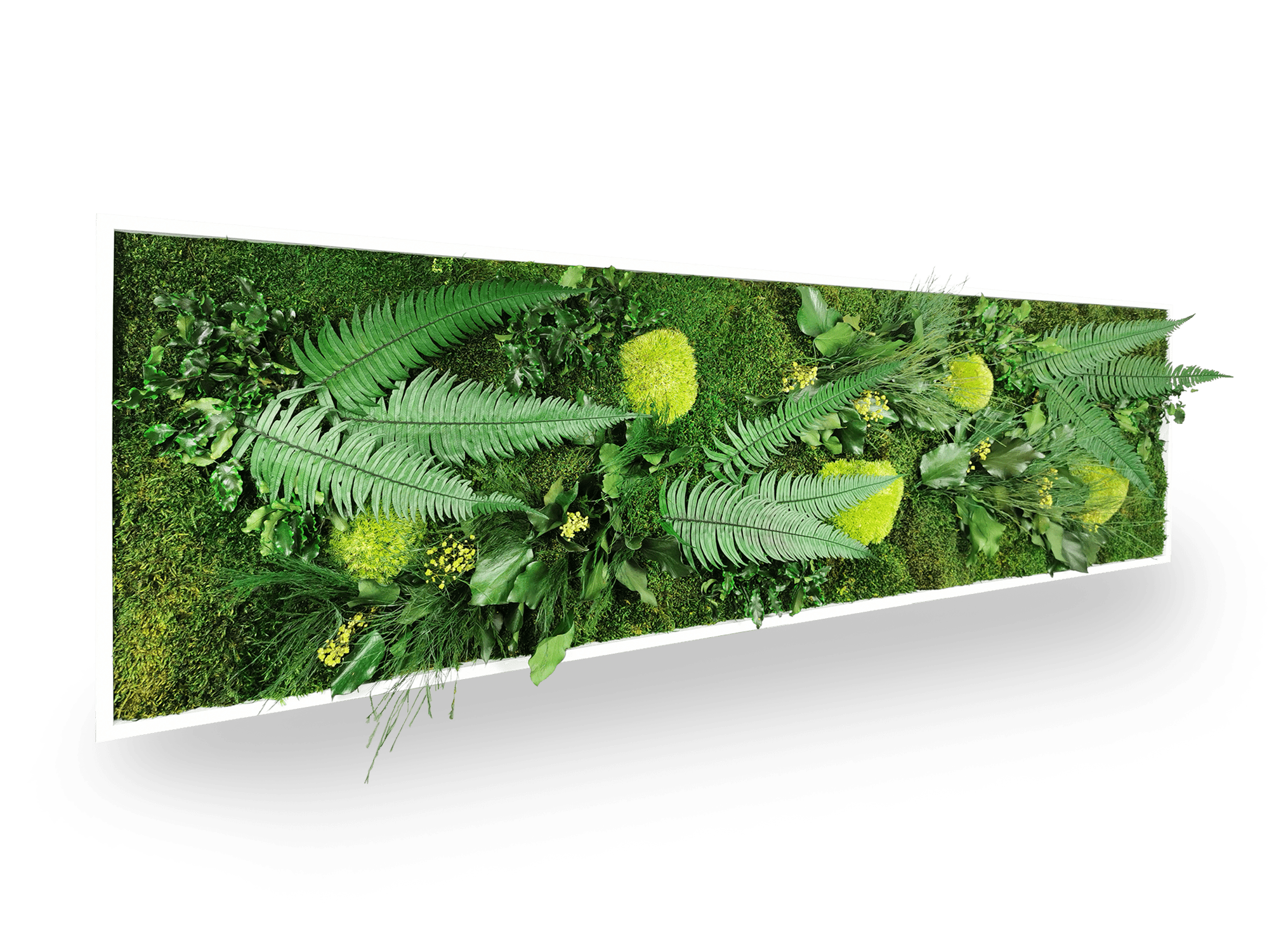 Tableau végétal stabilisé naturel Elegance 40x140 cm cadre blanc - mousses boules vertes fougères lierres gypsophile - mur végétal intérieur sans entretien arrosage - décoration murale nature fabrication française