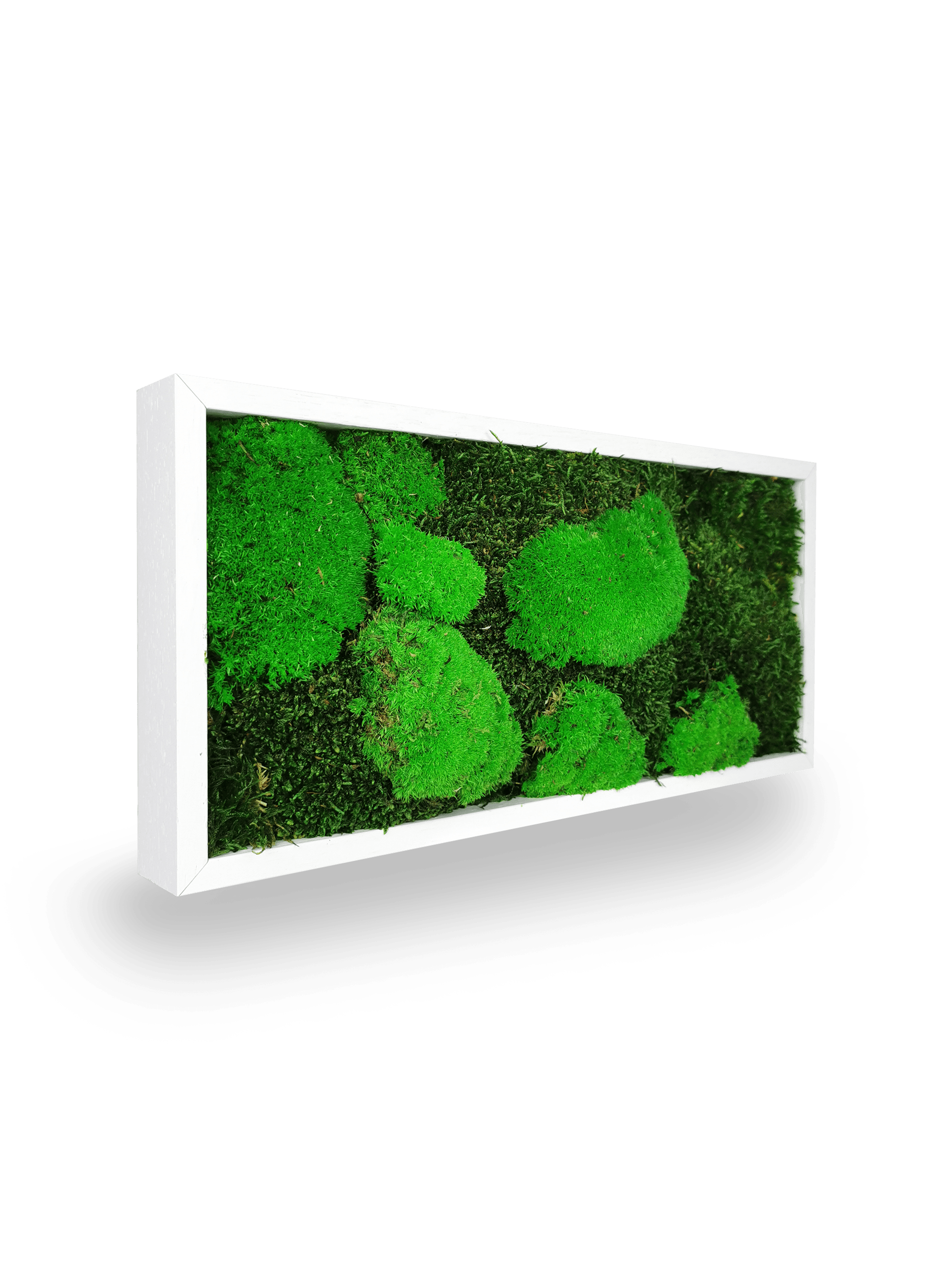 Tableau végétal naturel stabilisé Moss 18x38 cm - composition mousses vertes variées textures relief - jardin vertical étroit intérieur sans eau lumière - décoration murale nature tendance 2025 France