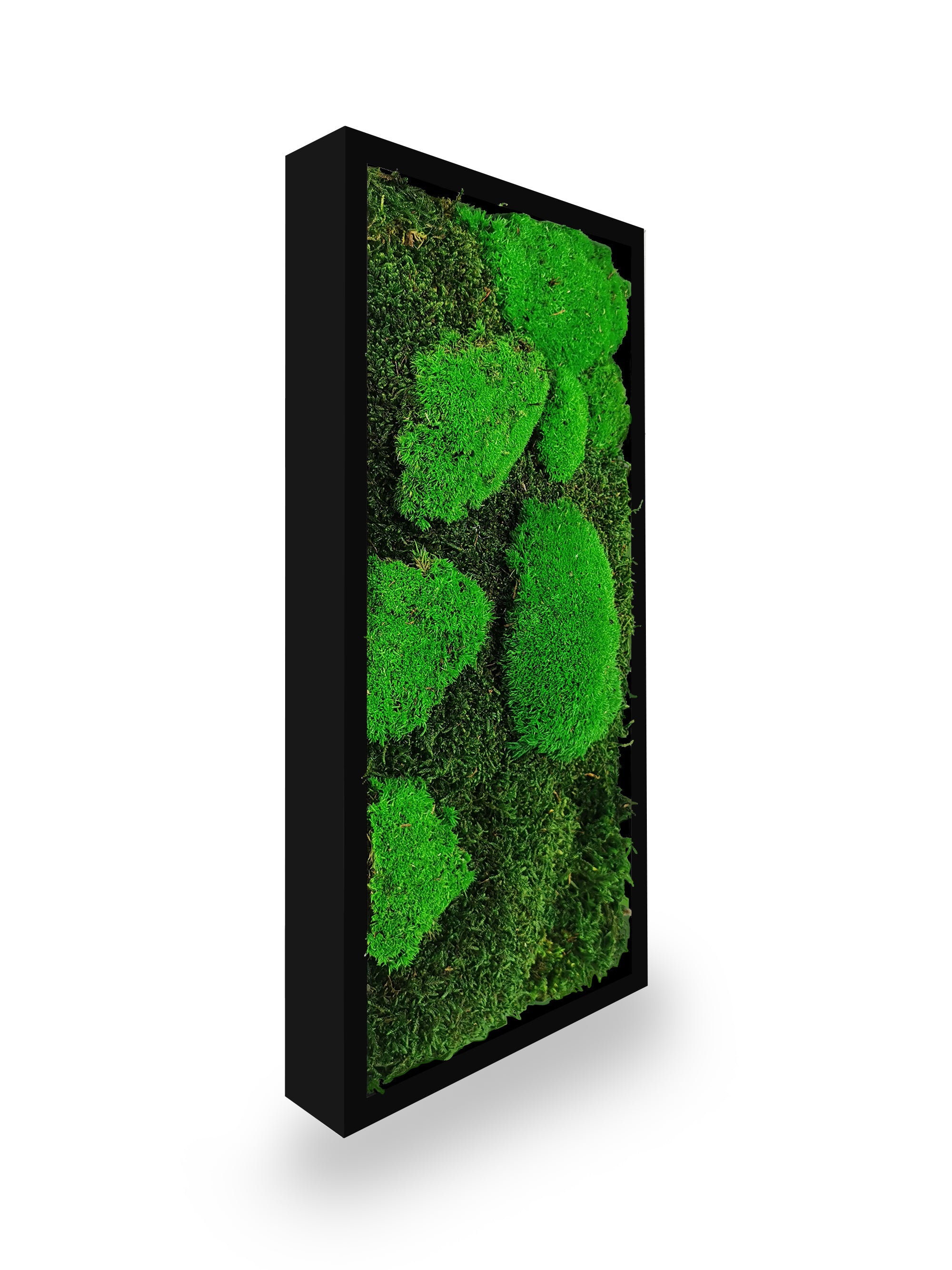 Tableau végétal naturel stabilisé Moss 18x38