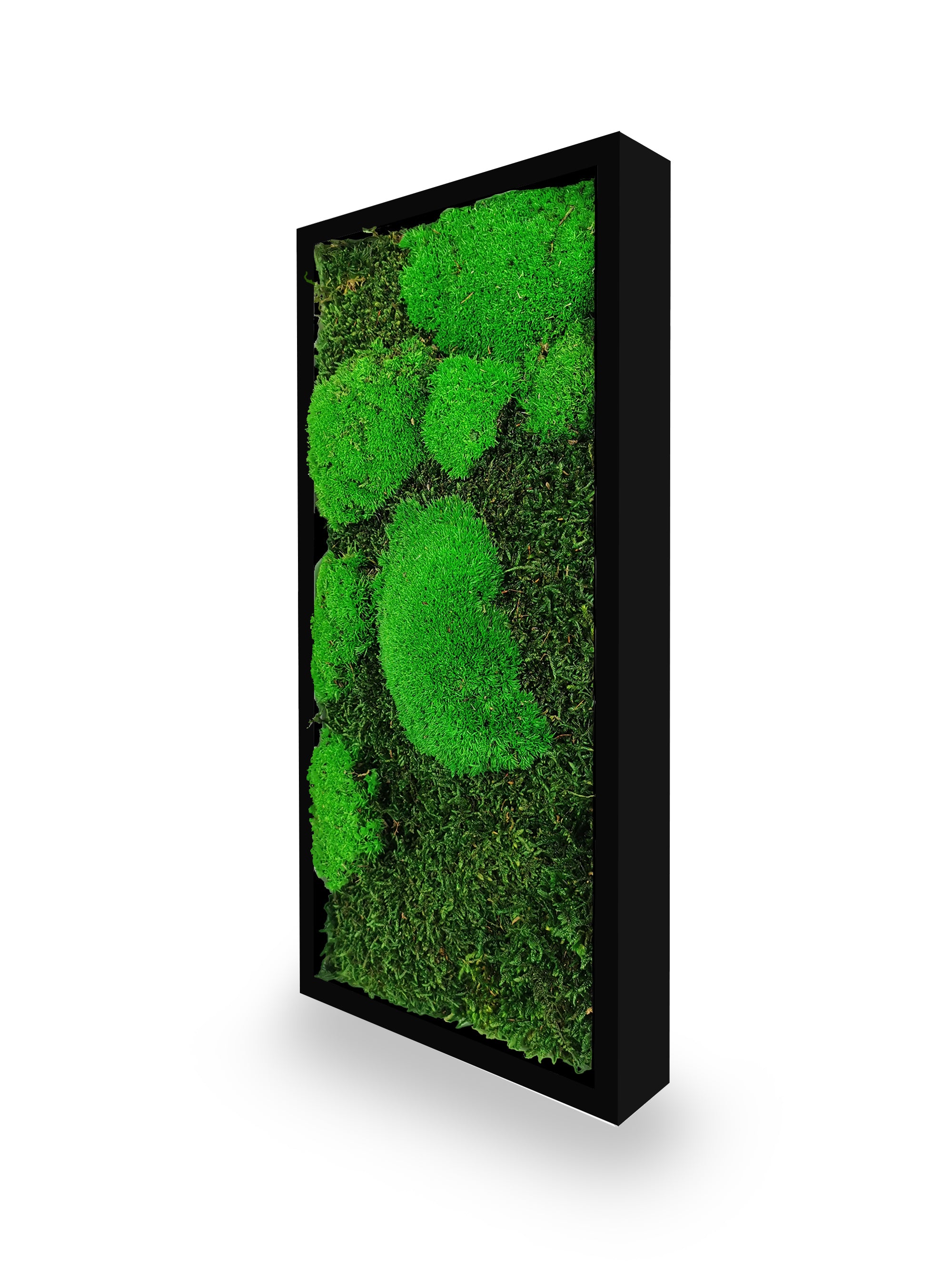 Tableau végétal naturel stabilisé Moss 18x38
