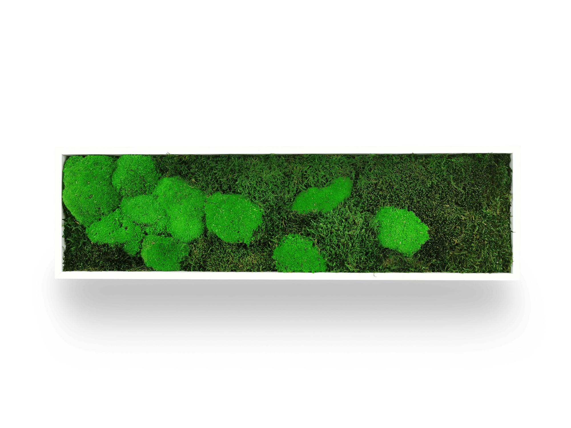 Tableau végétal stabilisé Moss 20x70 cm accroché mur salon - cadre blanc épuré format étroit vertical - mur végétal décoratif minimaliste - idéal couloir entrée salle bain bureau sans arrosage