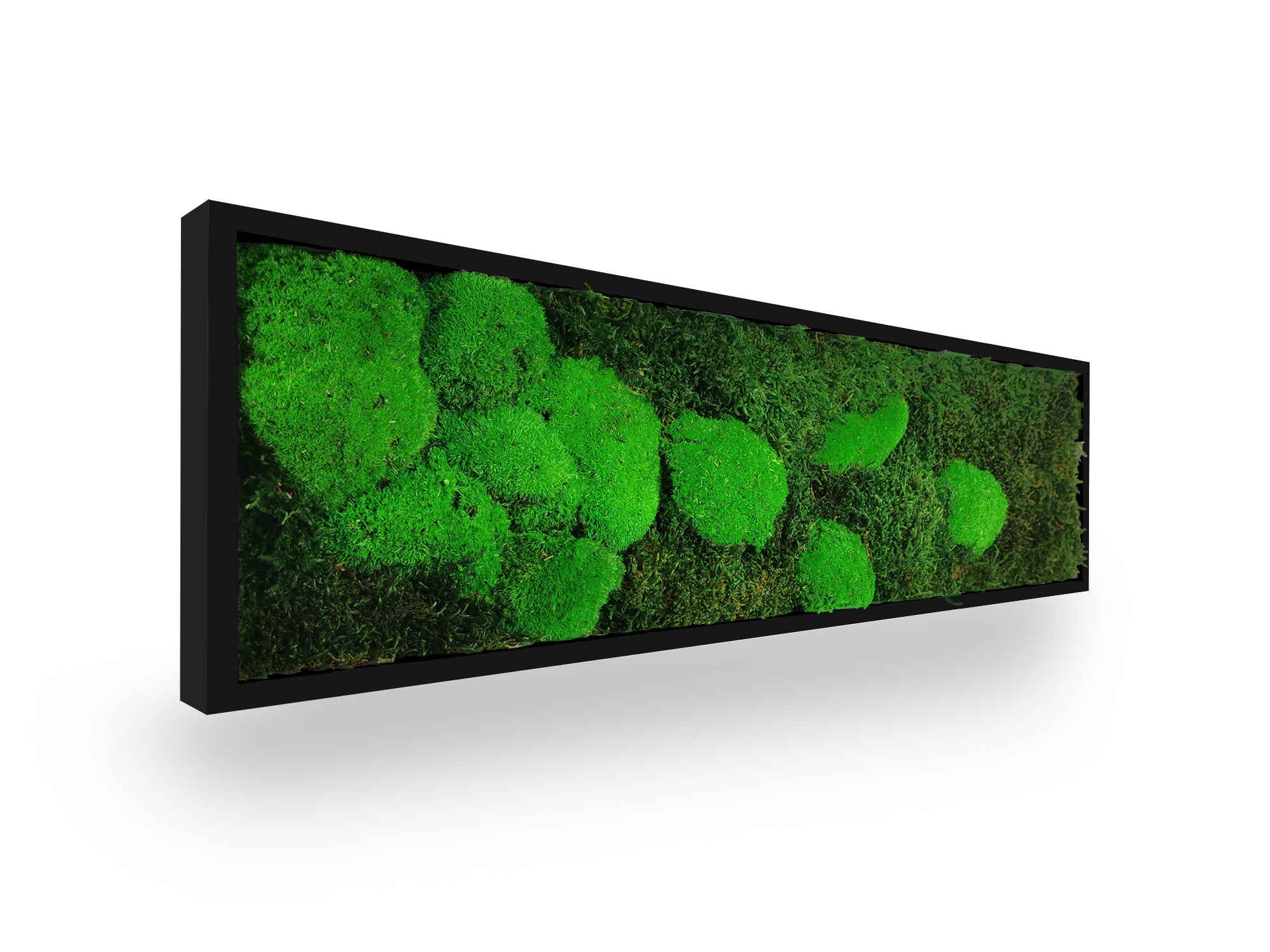 Tableau végétal stabilisé Moss 20x70 cm cadre noir mat moderne - mousses vertes plates boules naturelles - mur végétal design contemporain industriel étroit sans entretien