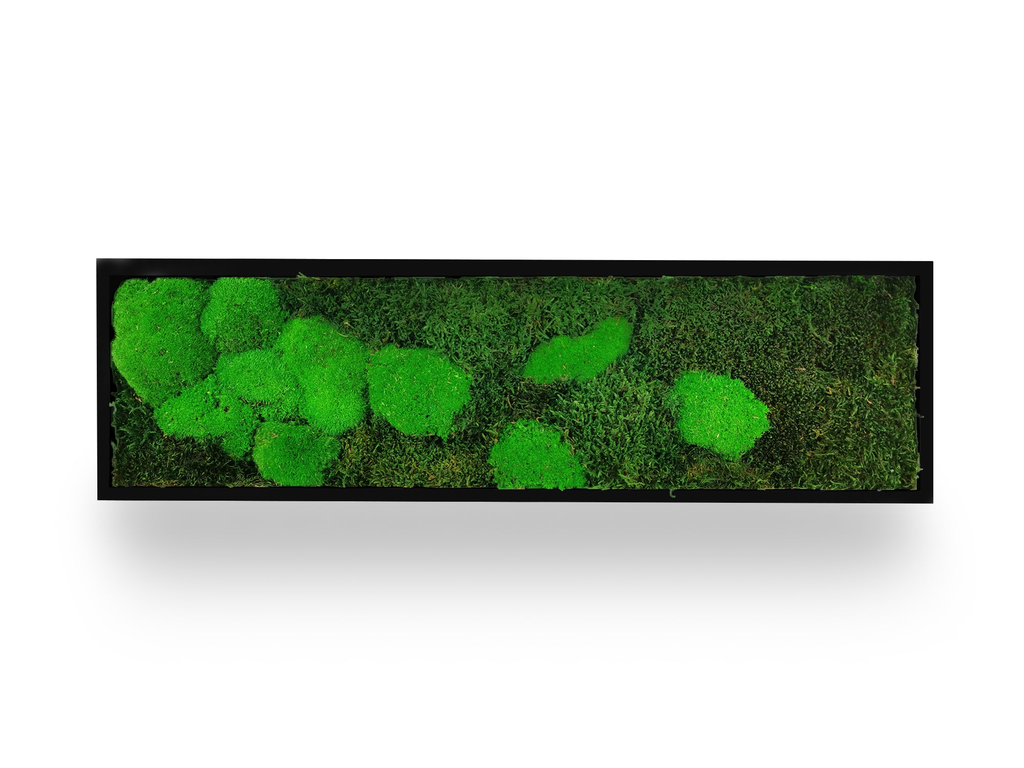 Cadre végétal stabilisé Moss 20x70 cm noir format vertical étroit - composition mousses vertes variées textures relief - jardin vertical sans arrosage eau lumière - plantes naturelles préservées