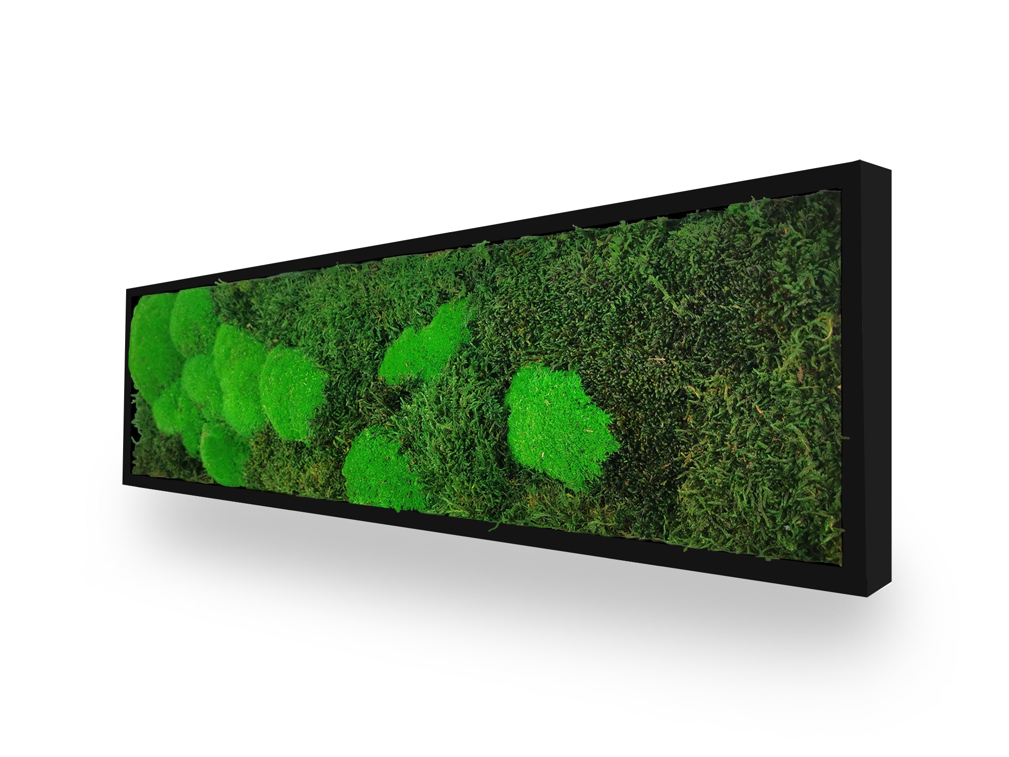 Détail texture tableau végétal Moss 20x70 cm cadre noir - mousses plates boules vertes stabilisées relief - ambiance nature zen relaxante - décoration végétale écologique moderne couloir