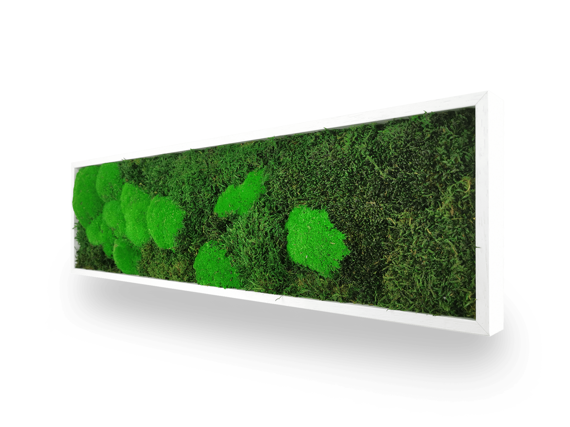 Tableau végétal naturel stabilisé Moss 20x70