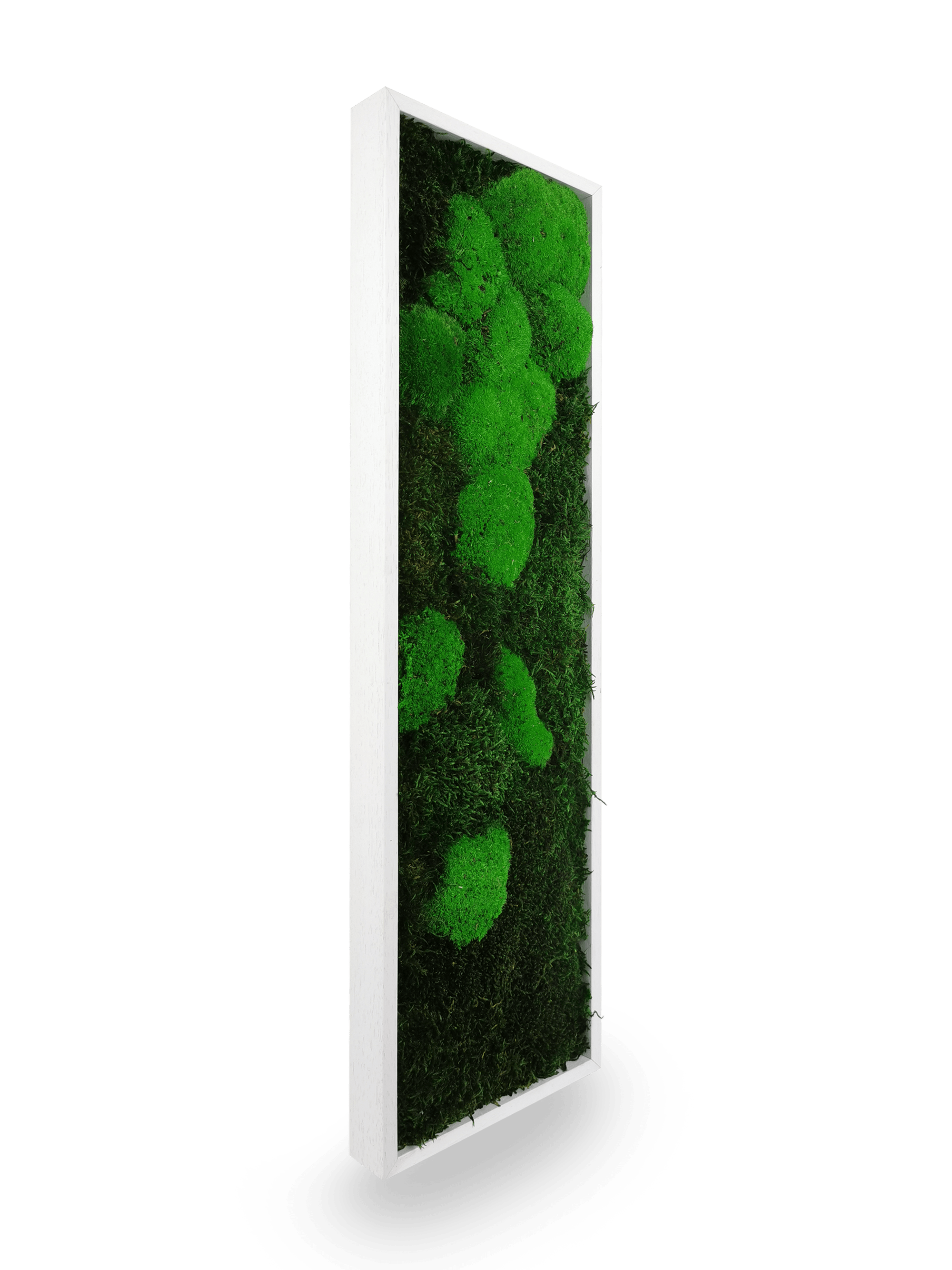 Tableau végétal naturel stabilisé Moss 20x70