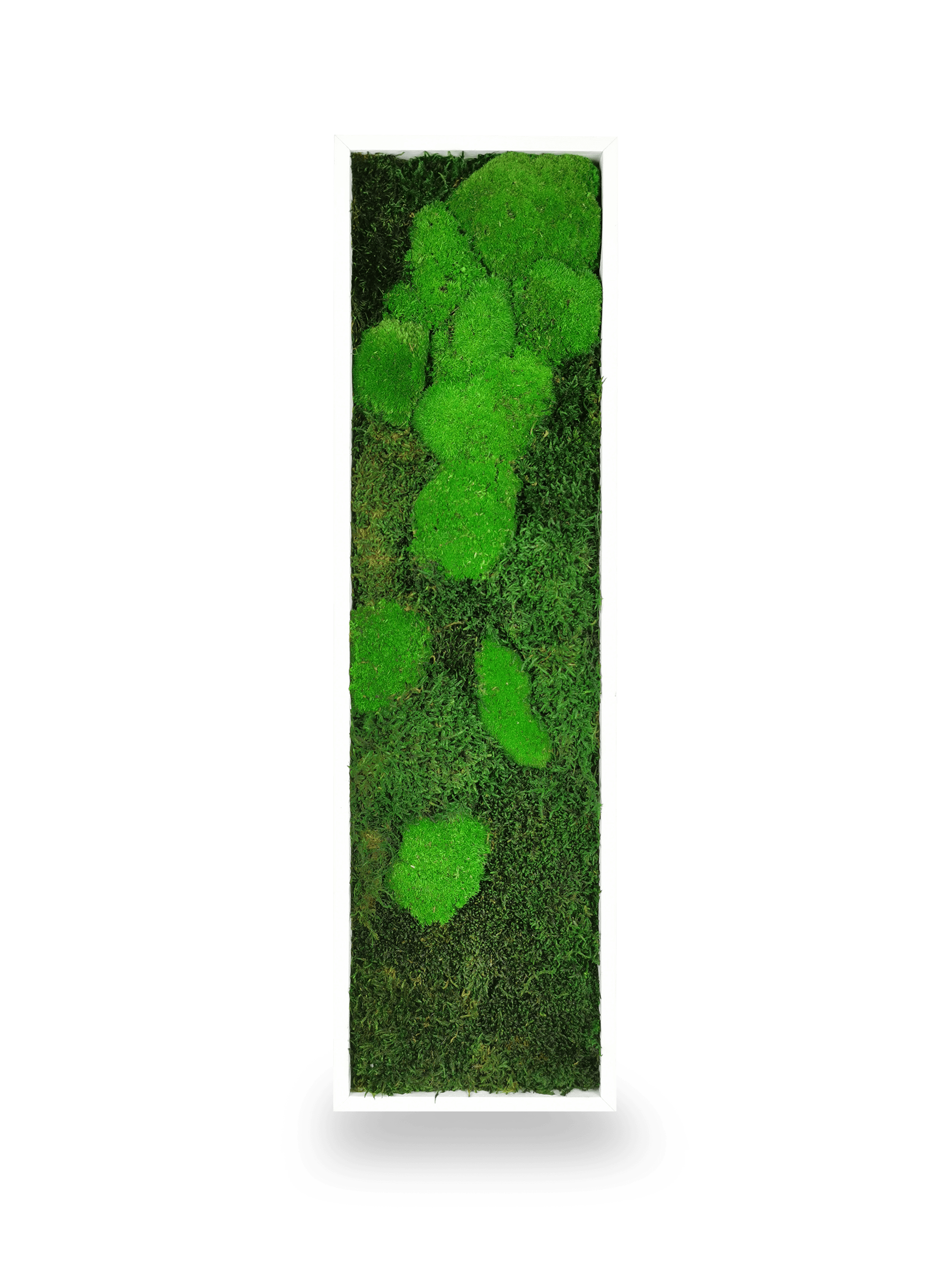 Tableau végétal naturel stabilisé Moss 20x70