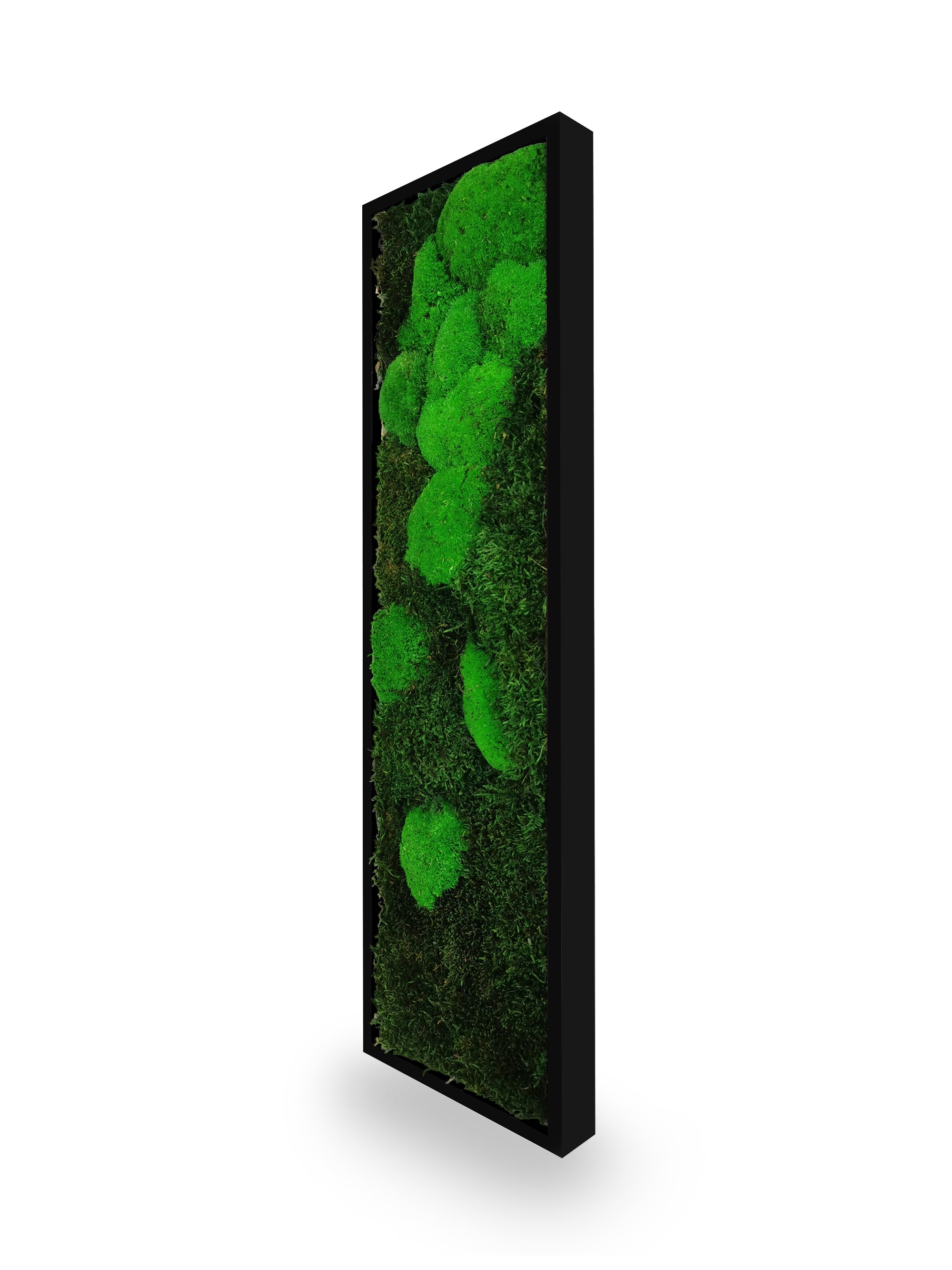 Tableau végétal naturel stabilisé Moss 20x70
