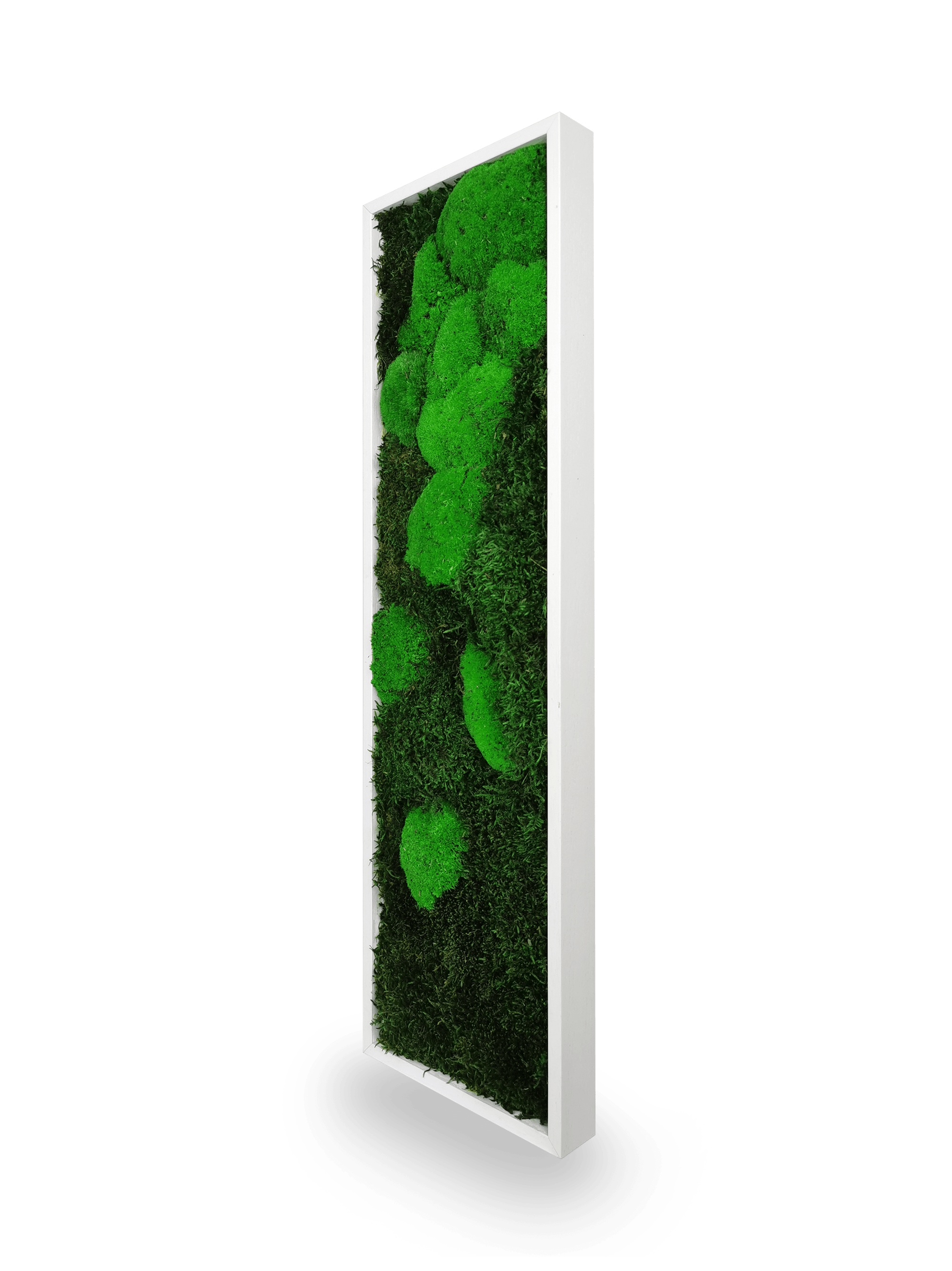 Tableau végétal naturel stabilisé Moss 20x70