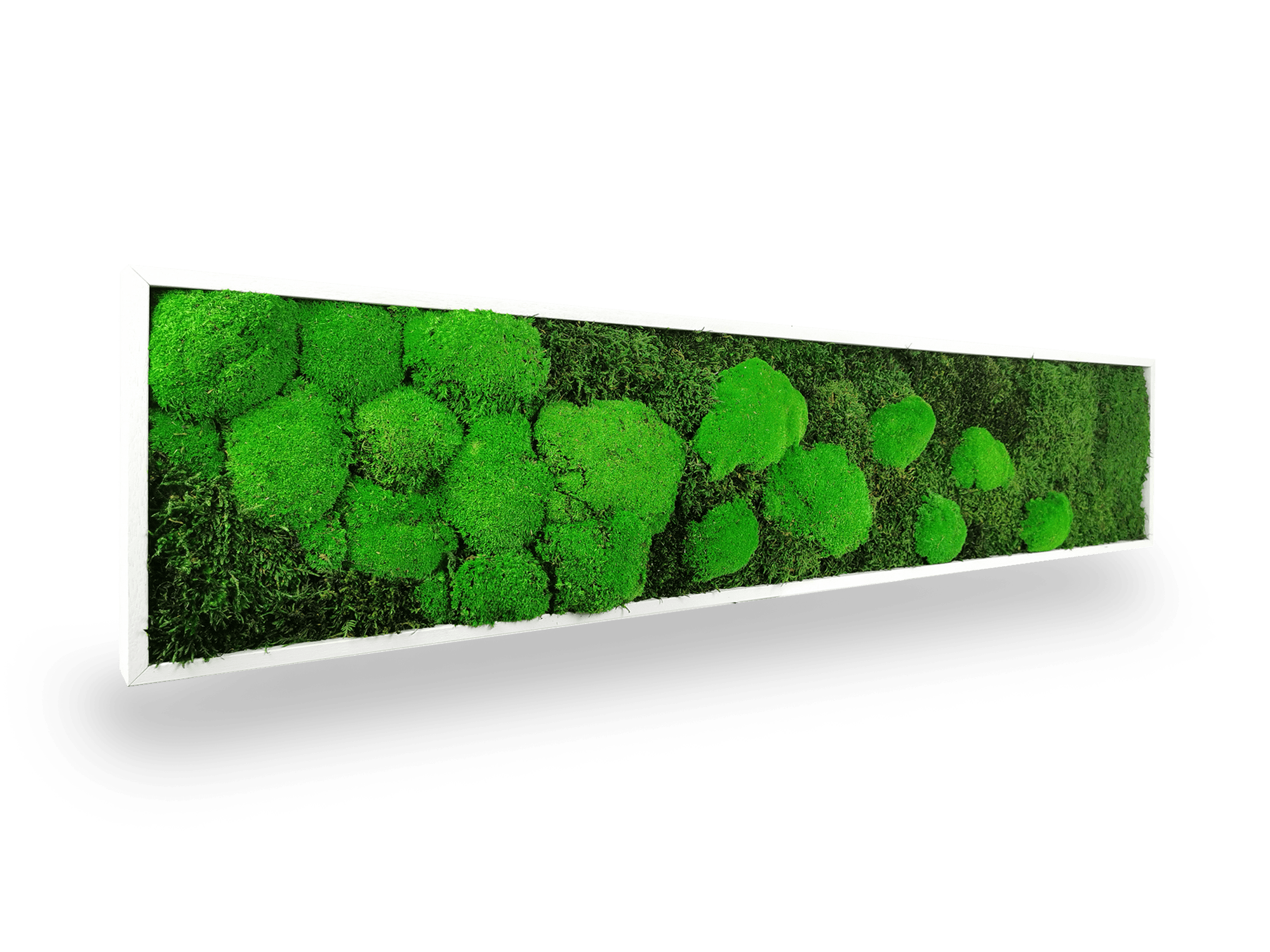 Tableau végétal naturel stabilisé Moss 25x115 cm - composition mousses vertes variées textures relief - jardin vertical étroit intérieur sans eau lumière - décoration murale nature tendance 2025 France