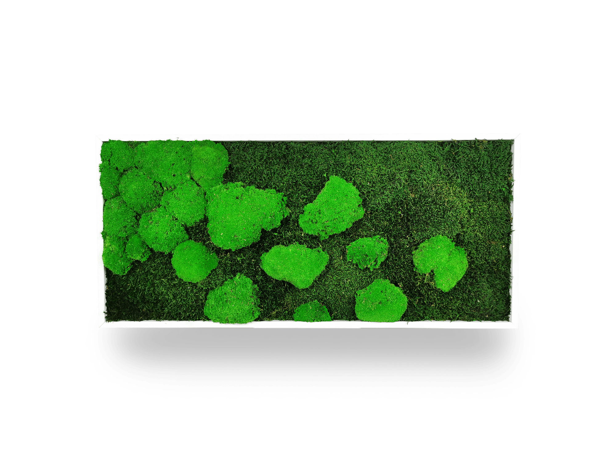 Tableau végétal naturel stabilisé Moss 34x74