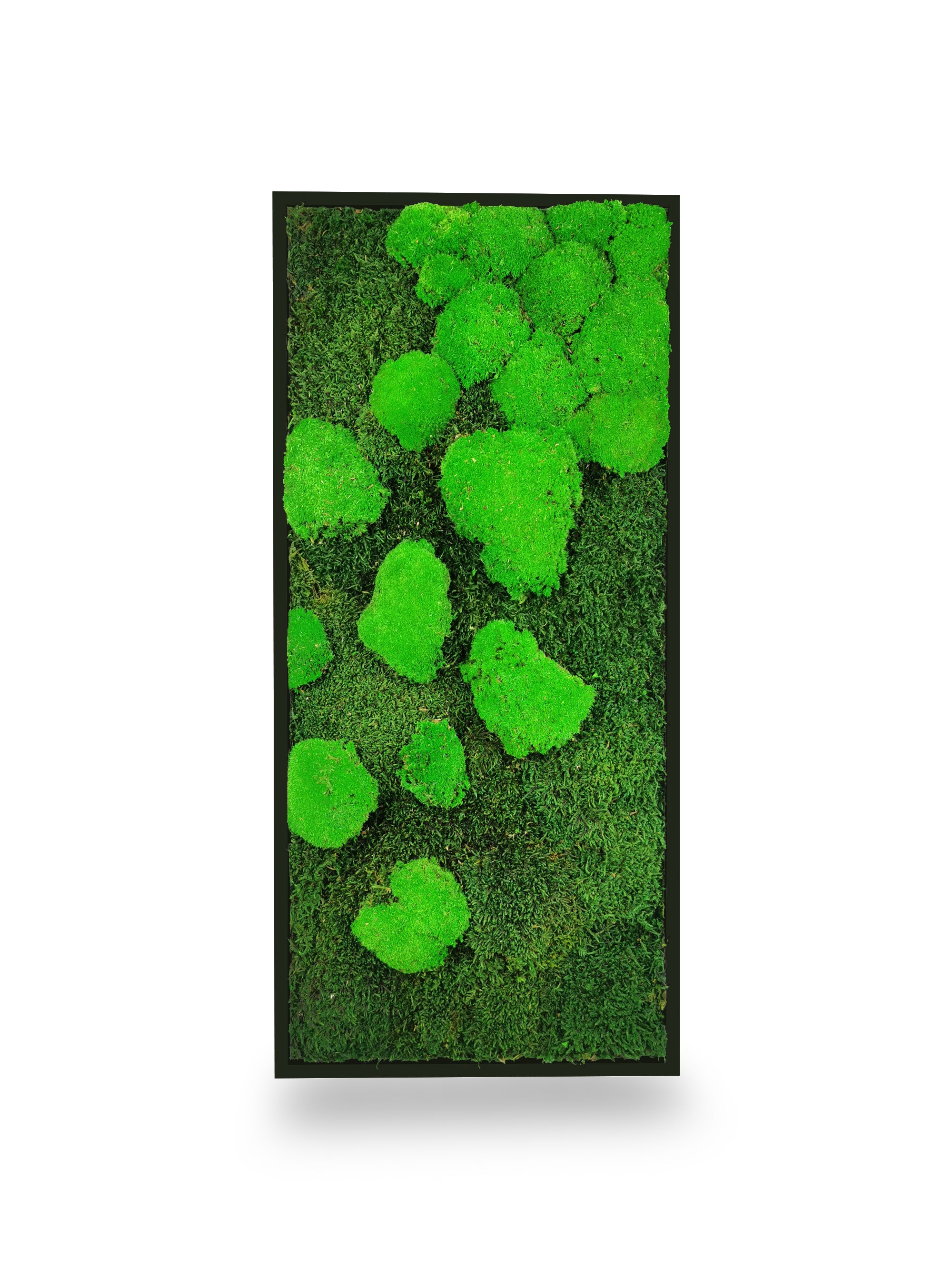 Tableau végétal naturel stabilisé Moss 34x74