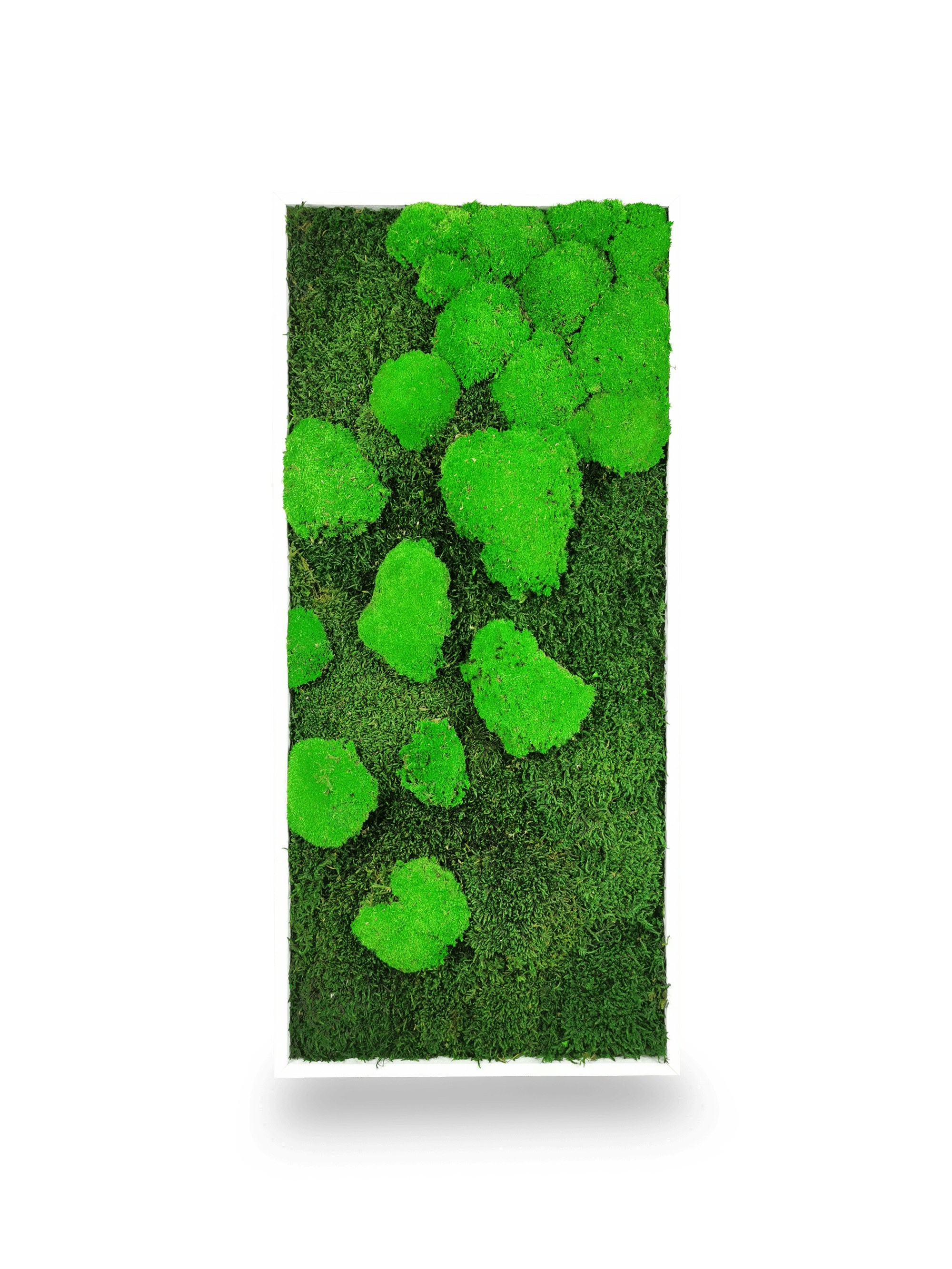 Tableau végétal naturel stabilisé Moss 34x74