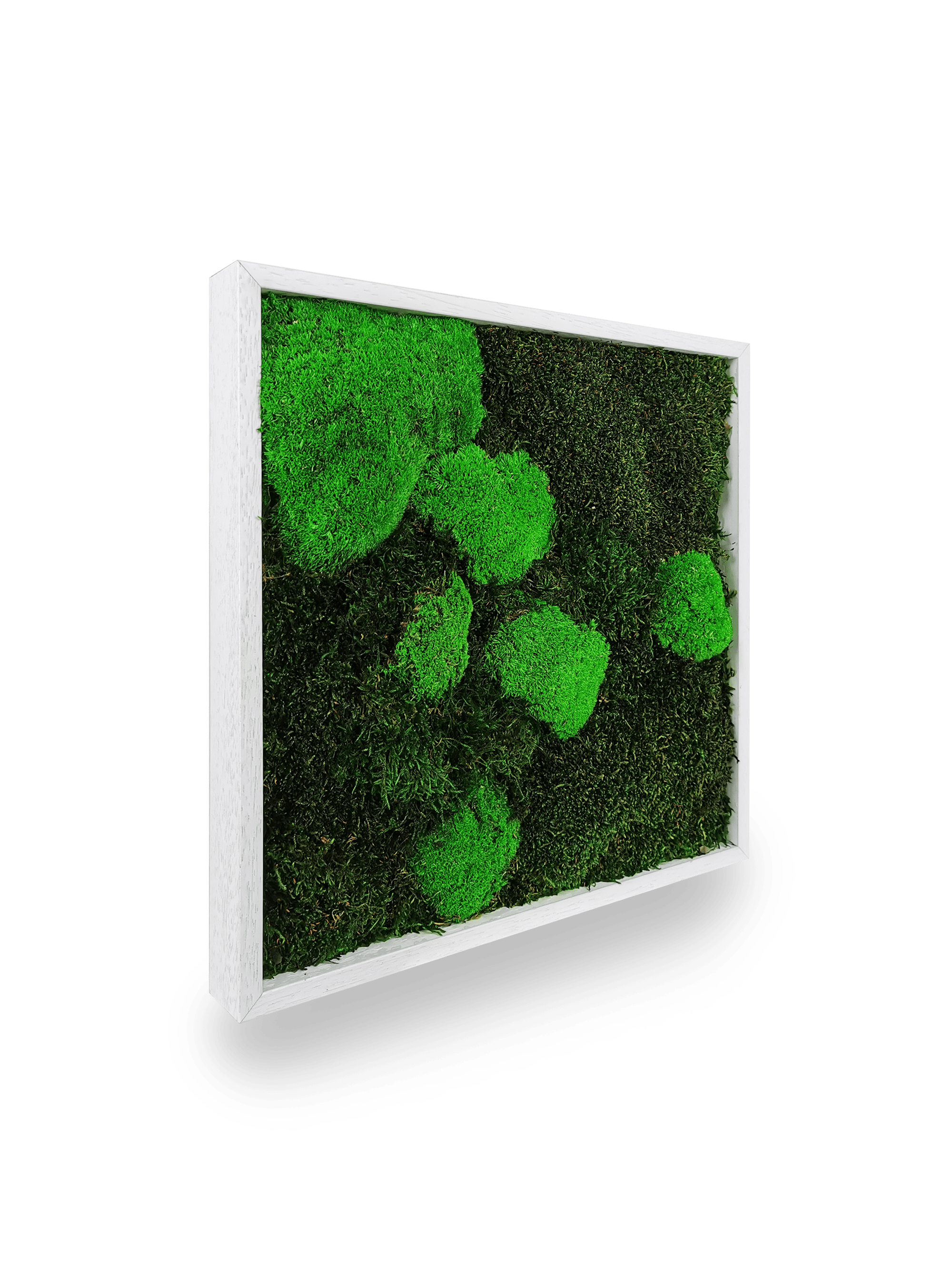 Tableau végétal naturel stabilisé Moss 35x35 cm carré - composition mousses vertes variées textures relief - jardin vertical compact intérieur sans eau lumière - décoration murale nature tendance 2025