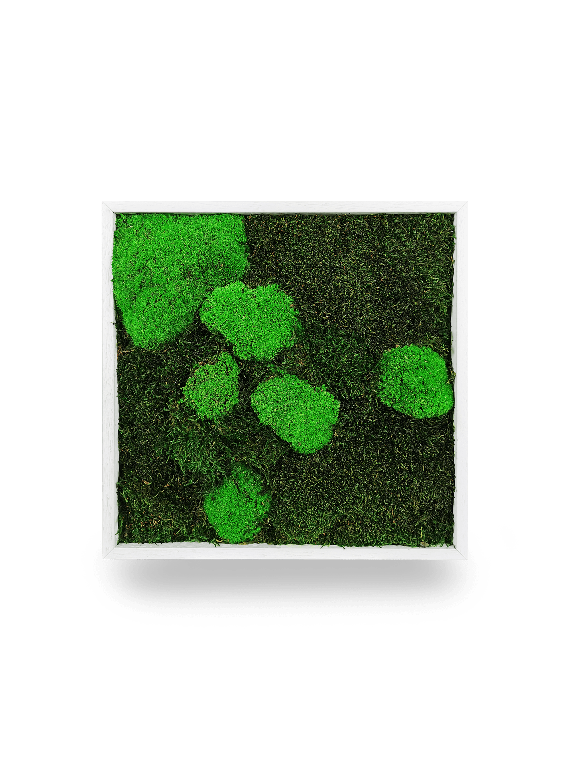 Tableau végétal stabilisé Moss 35x35 cm accroché mur salon - cadre blanc épuré format carré moyen - mur végétal décoratif minimaliste compact - idéal bureau chambre cuisine salle bain sans arrosage