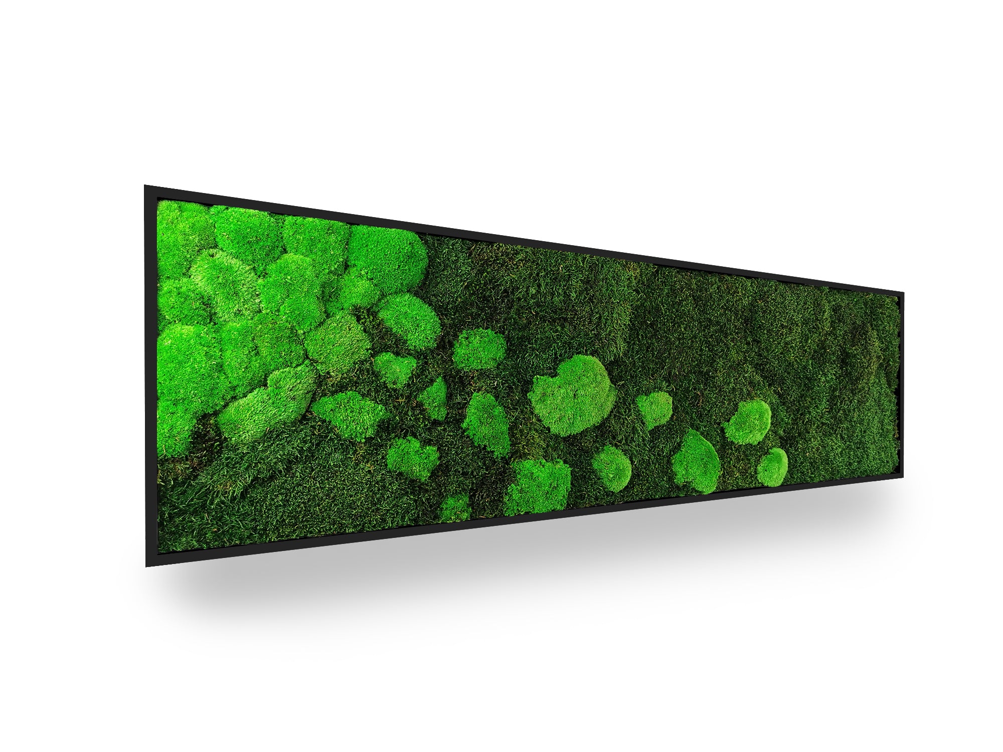 Tableau végétal naturel stabilisé Moss 40x140