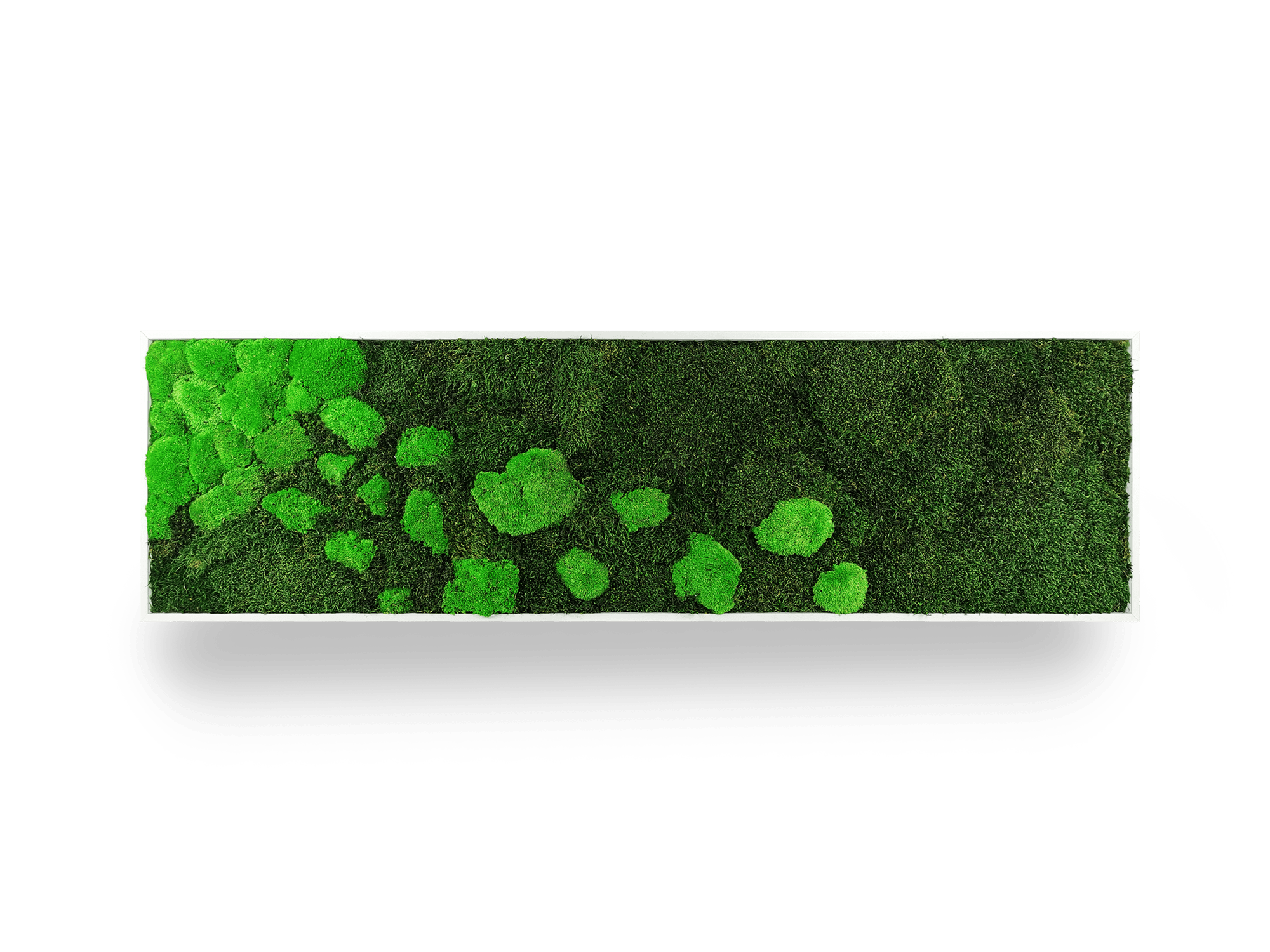Tableau végétal naturel stabilisé Moss 40x140