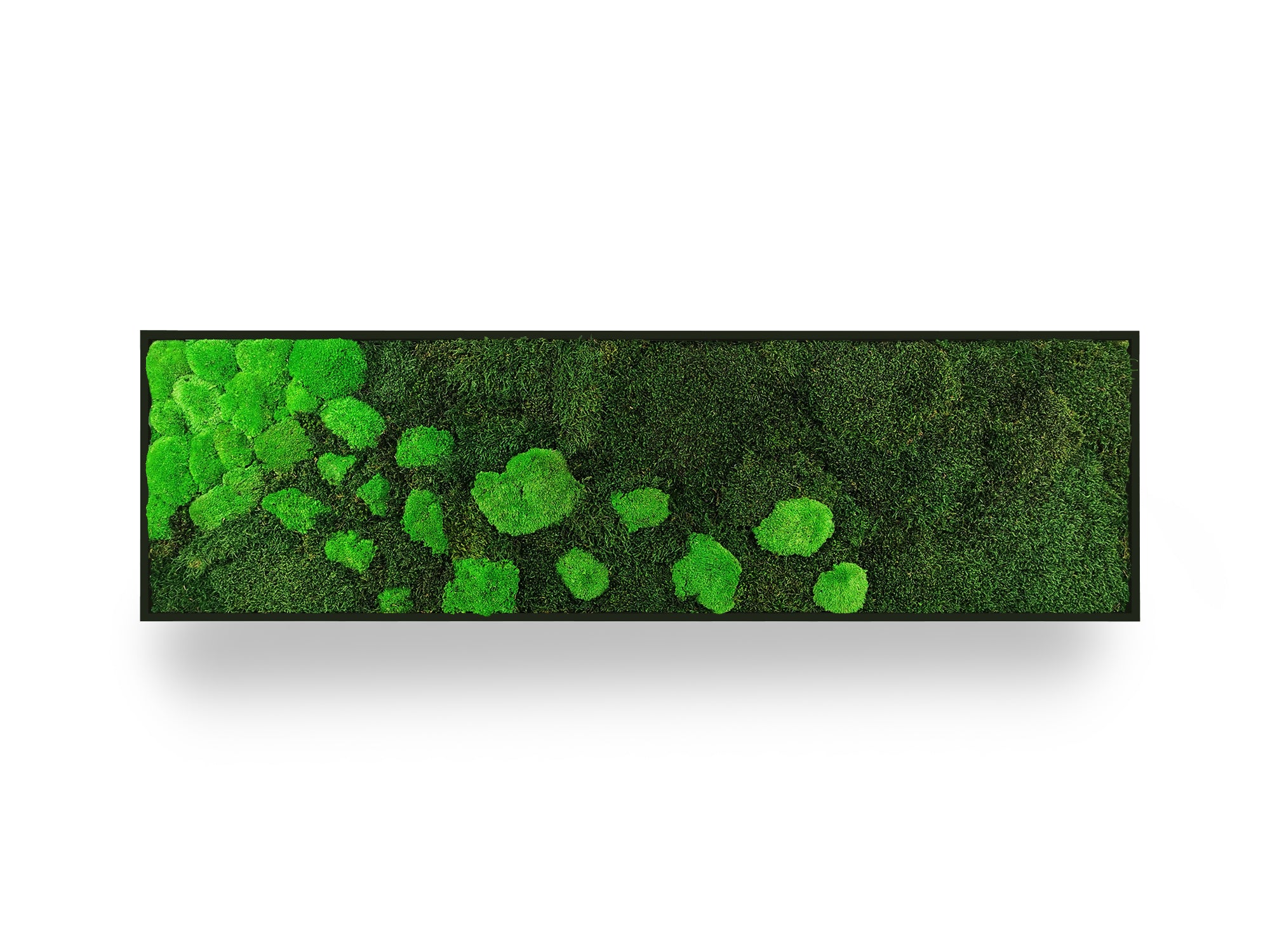 Tableau végétal naturel stabilisé Moss 40x140
