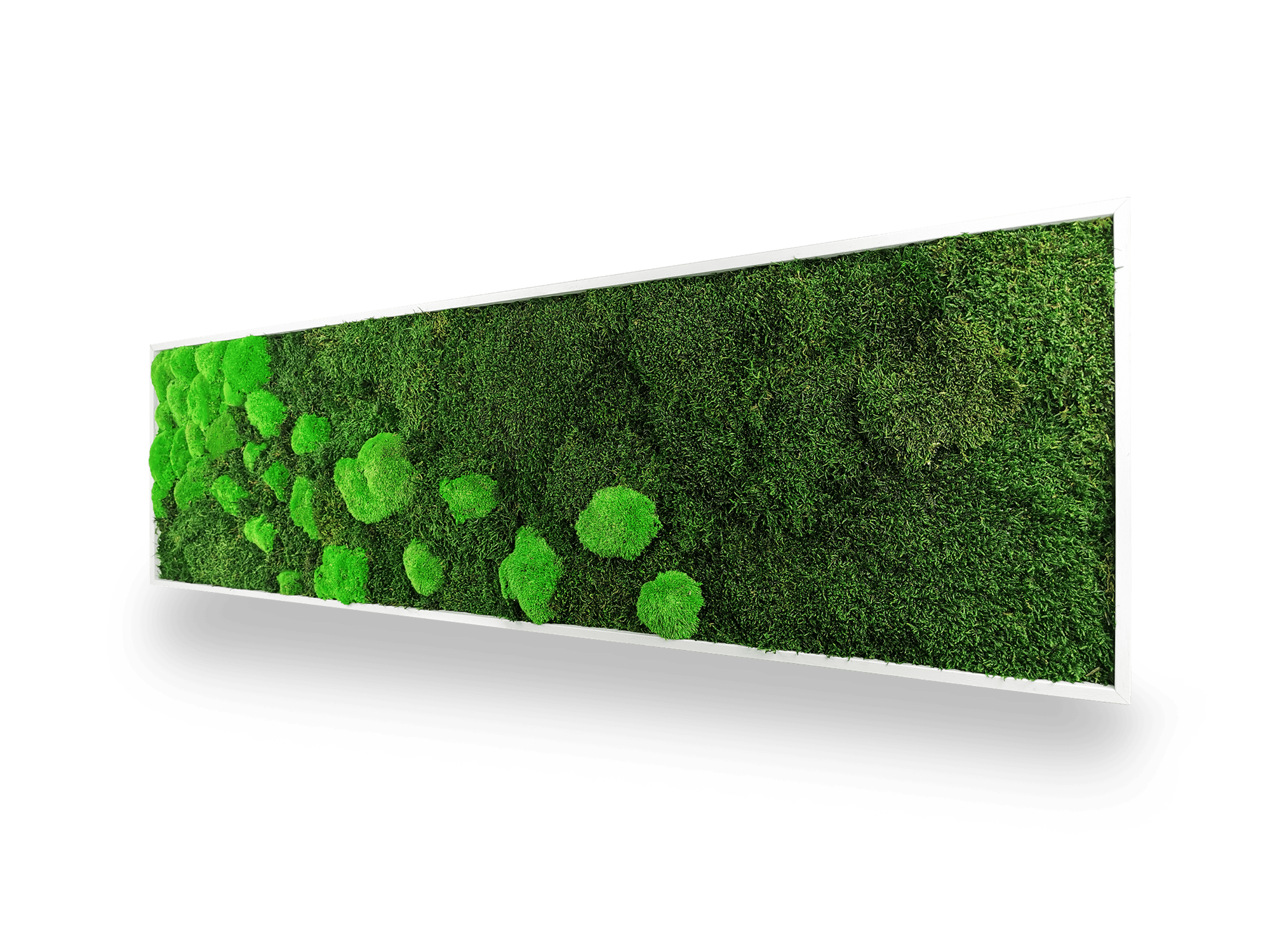 Tableau végétal naturel stabilisé Moss 40x140