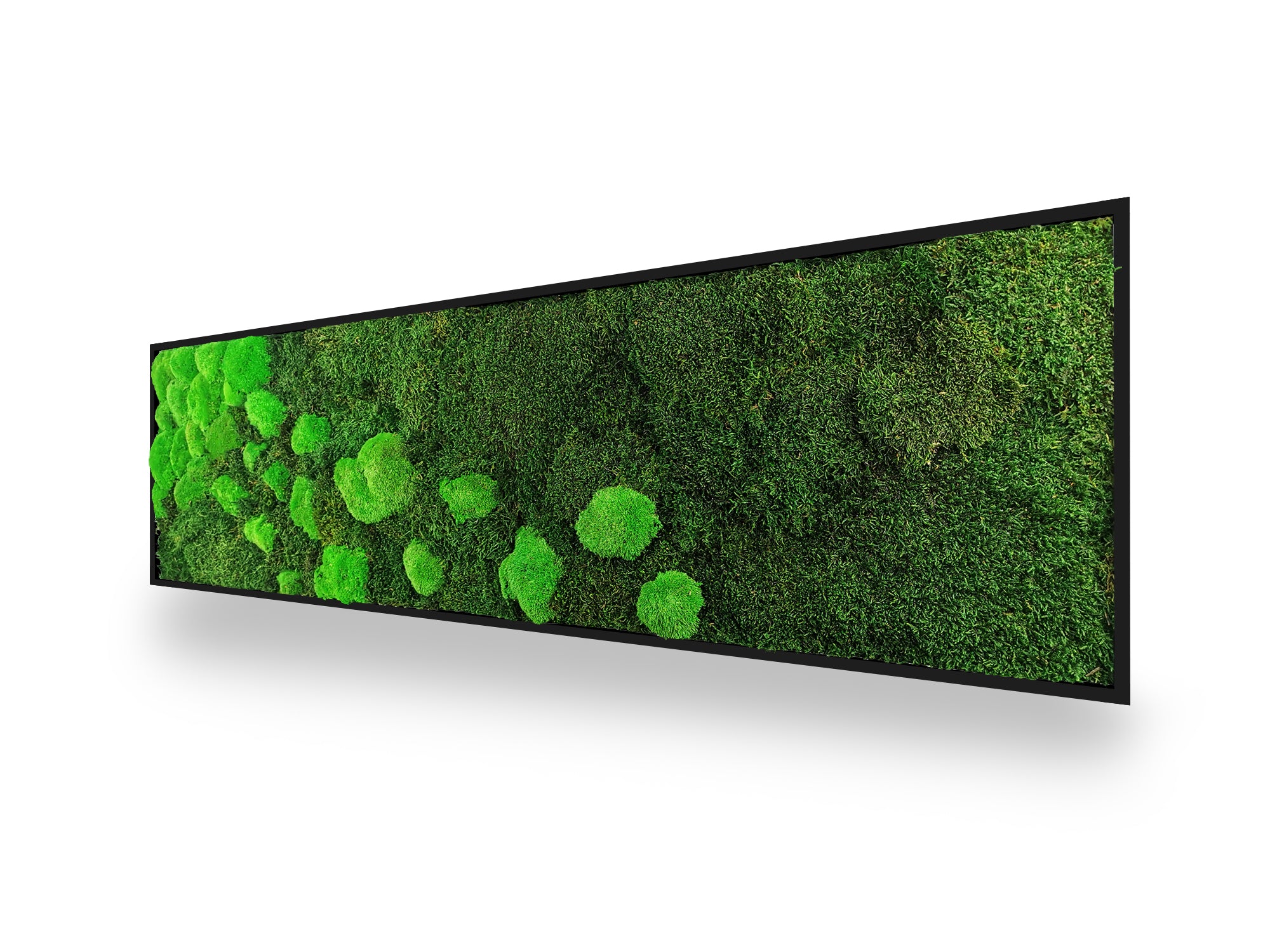 Tableau végétal naturel stabilisé Moss 40x140