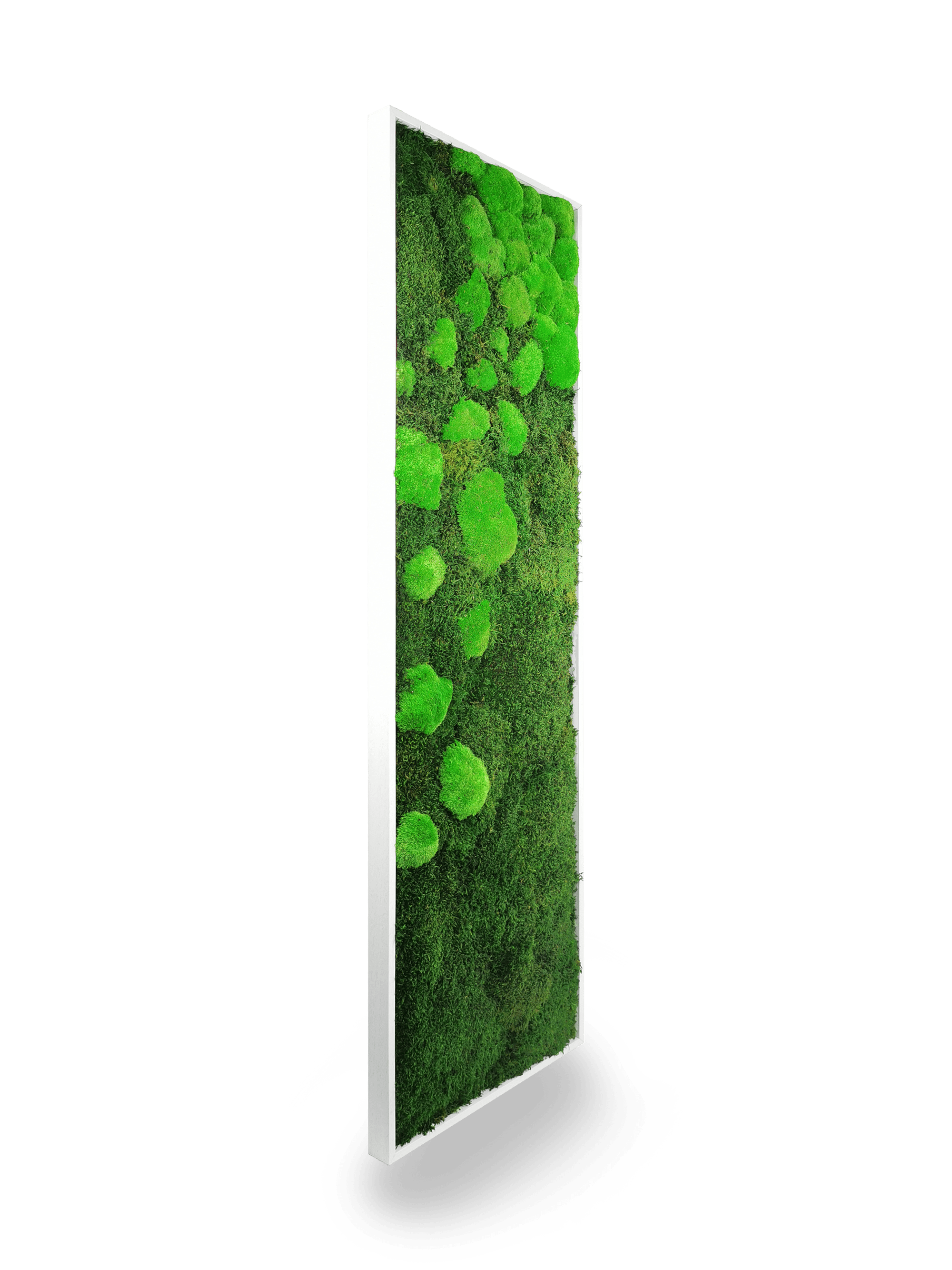 Tableau végétal naturel stabilisé Moss 40x140
