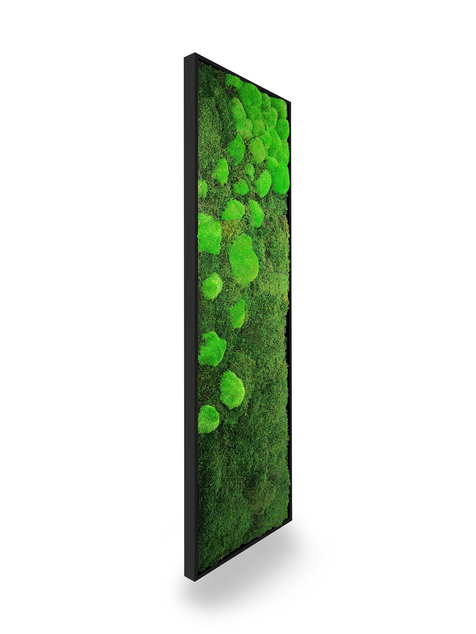 Tableau végétal naturel stabilisé Moss 40x140