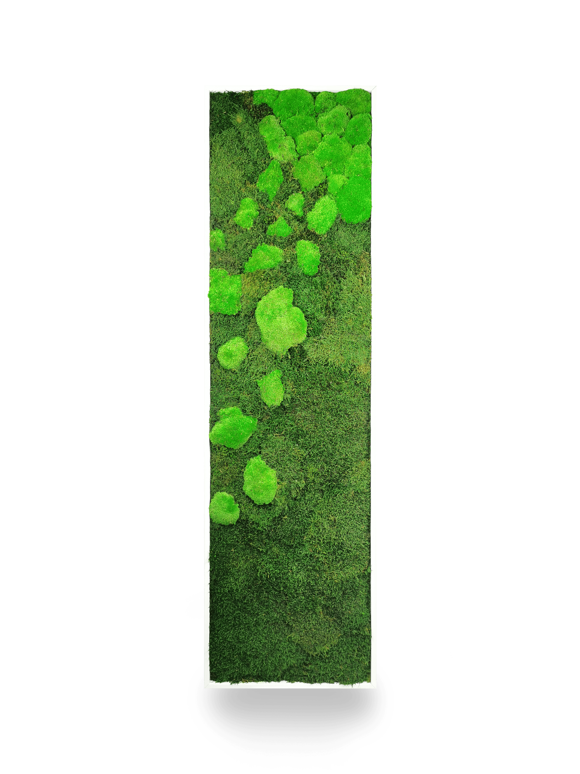 Tableau végétal naturel stabilisé Moss 40x140