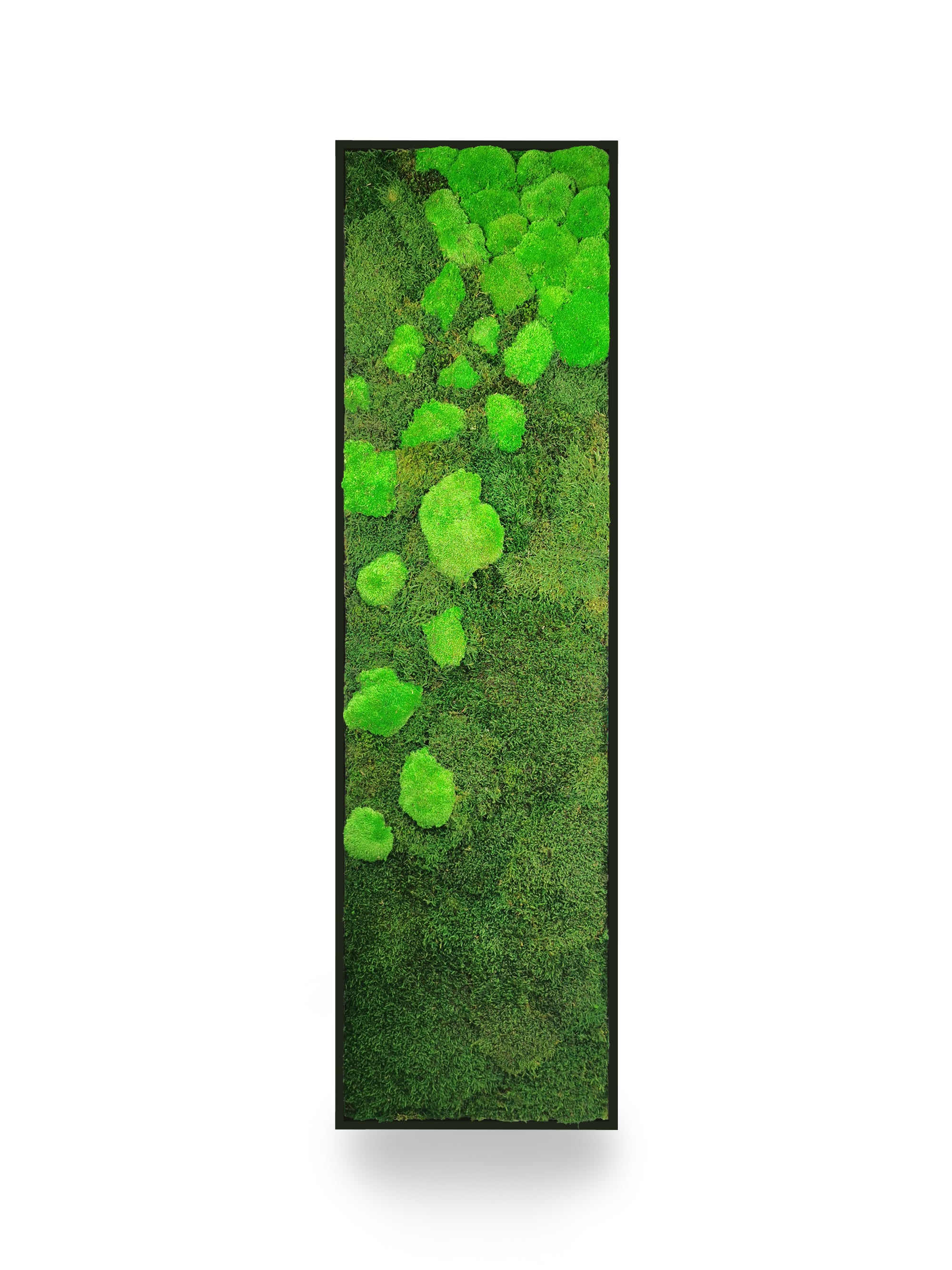 Tableau végétal naturel stabilisé Moss 40x140