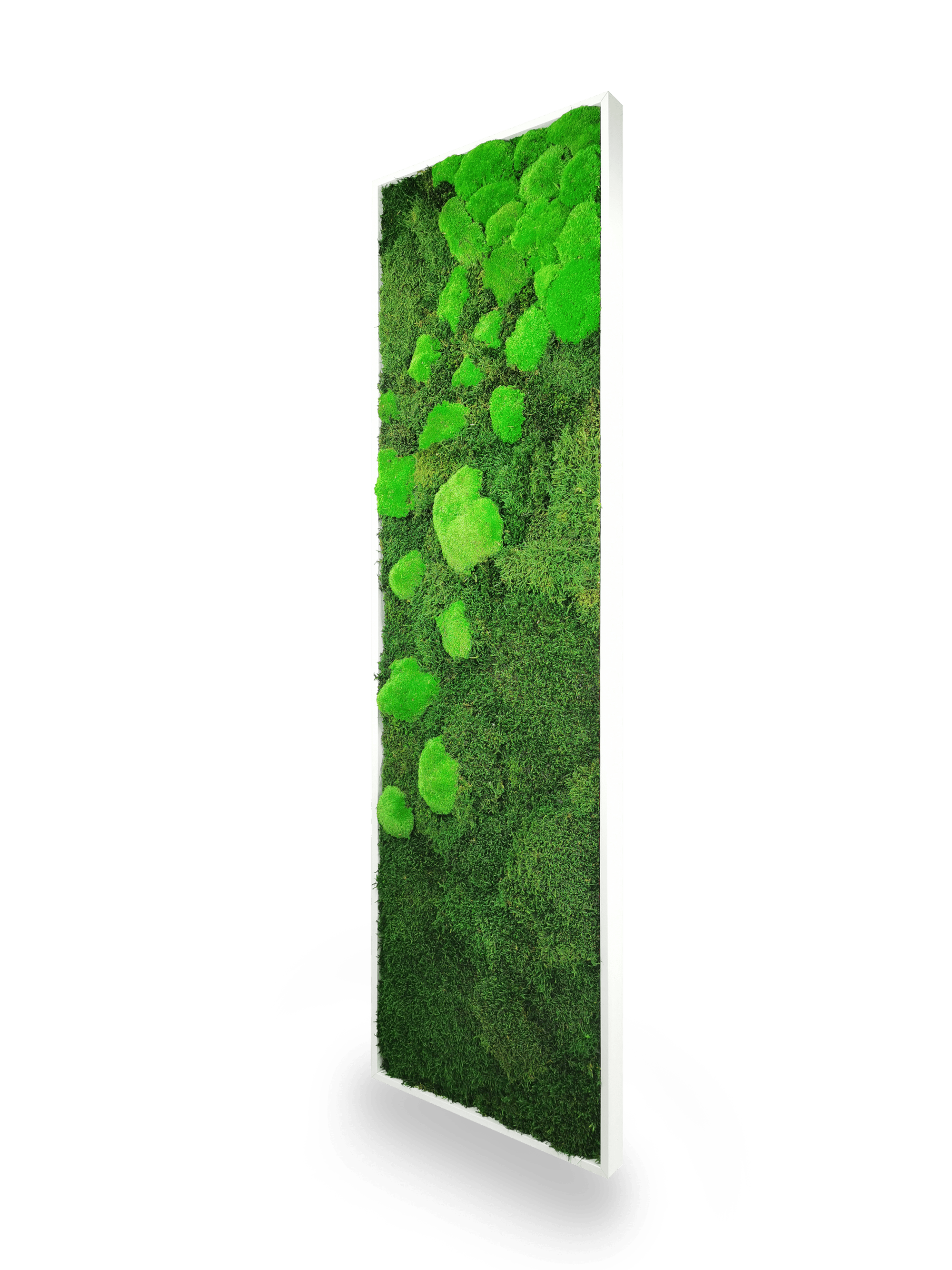 Tableau végétal naturel stabilisé Moss 40x140