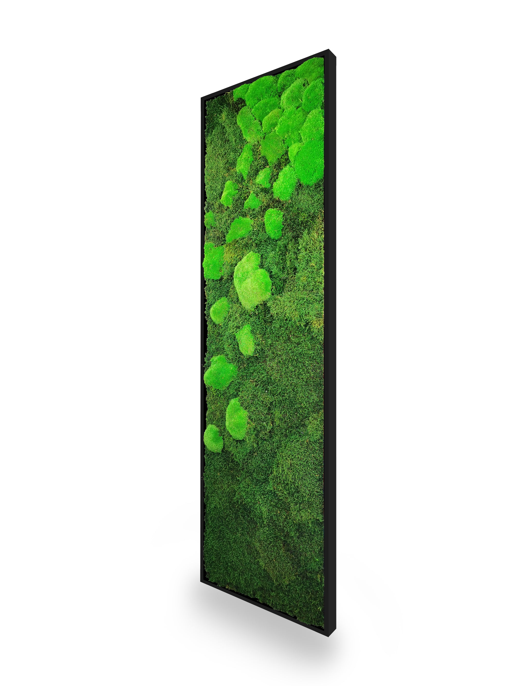 Tableau végétal naturel stabilisé Moss 40x140