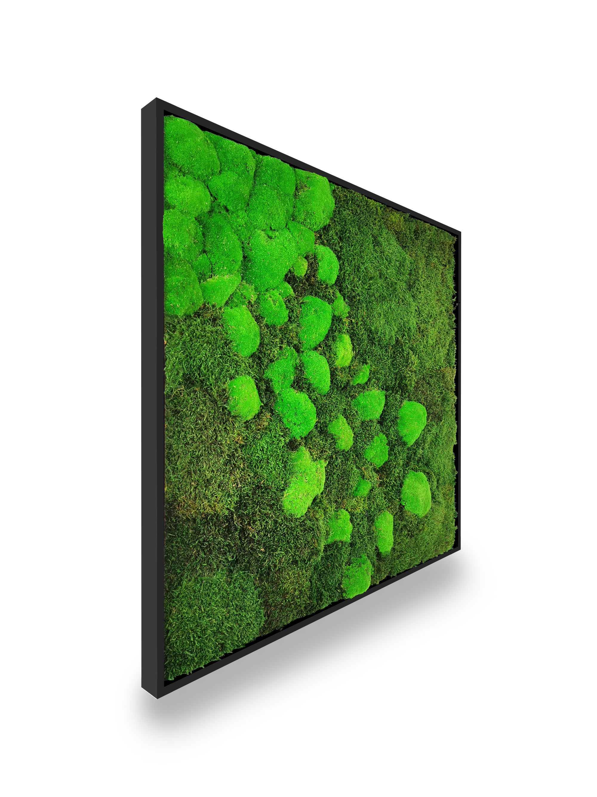 Tableau végétal naturel stabilisé Moss 80x80