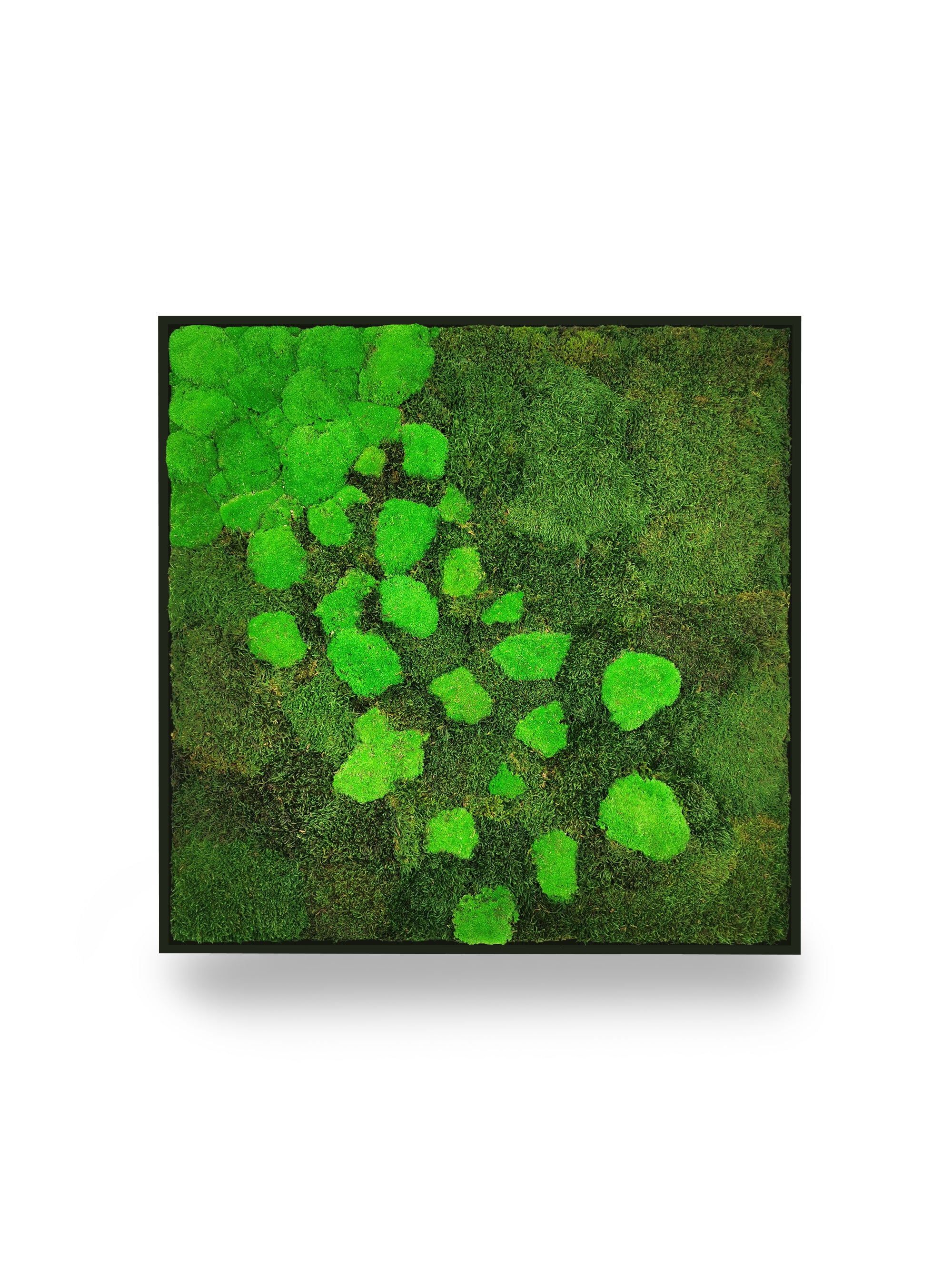 Tableau végétal naturel stabilisé Moss 80x80