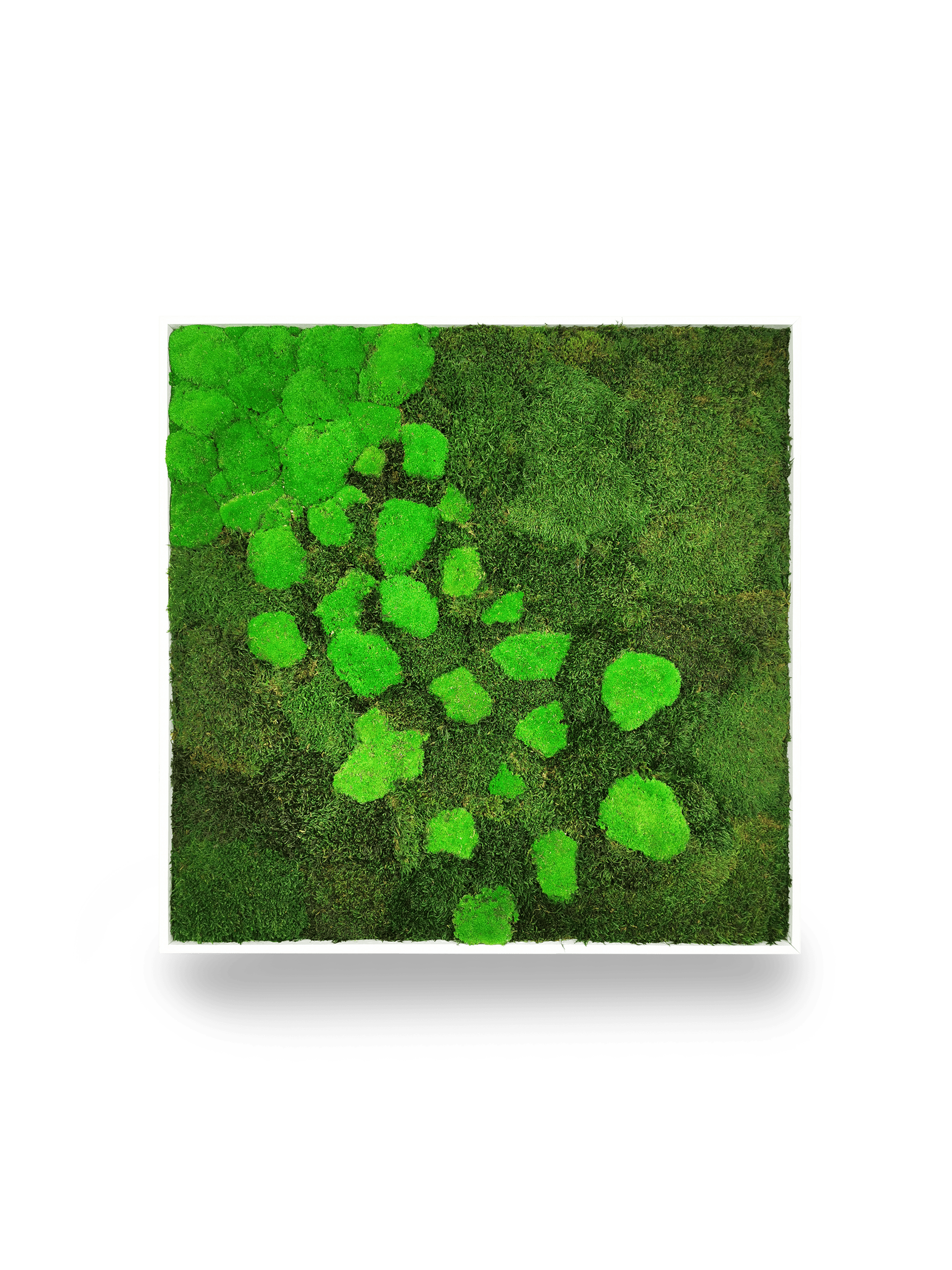 Tableau végétal naturel stabilisé Moss 80x80