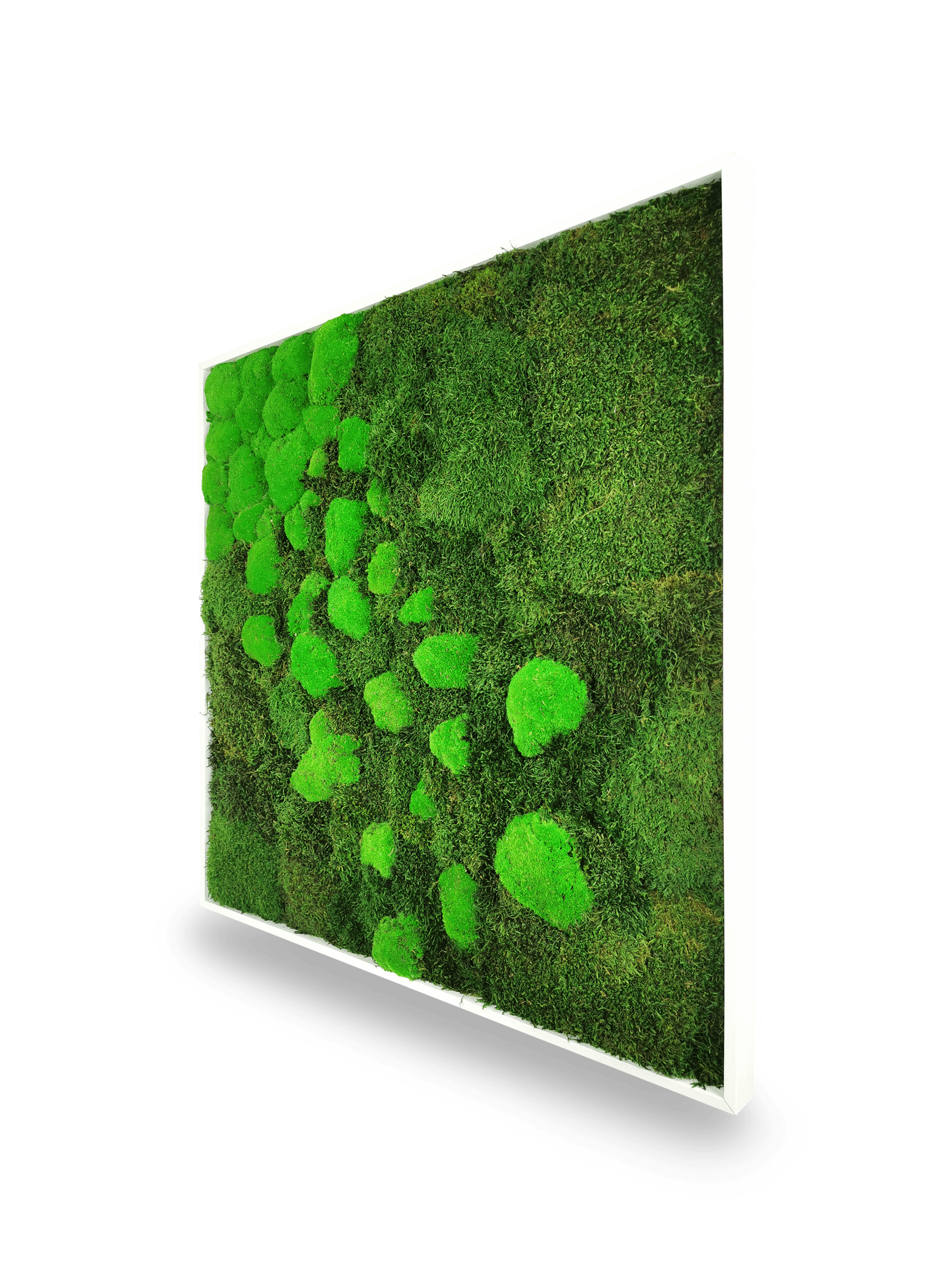 Tableau végétal naturel stabilisé Moss 80x80