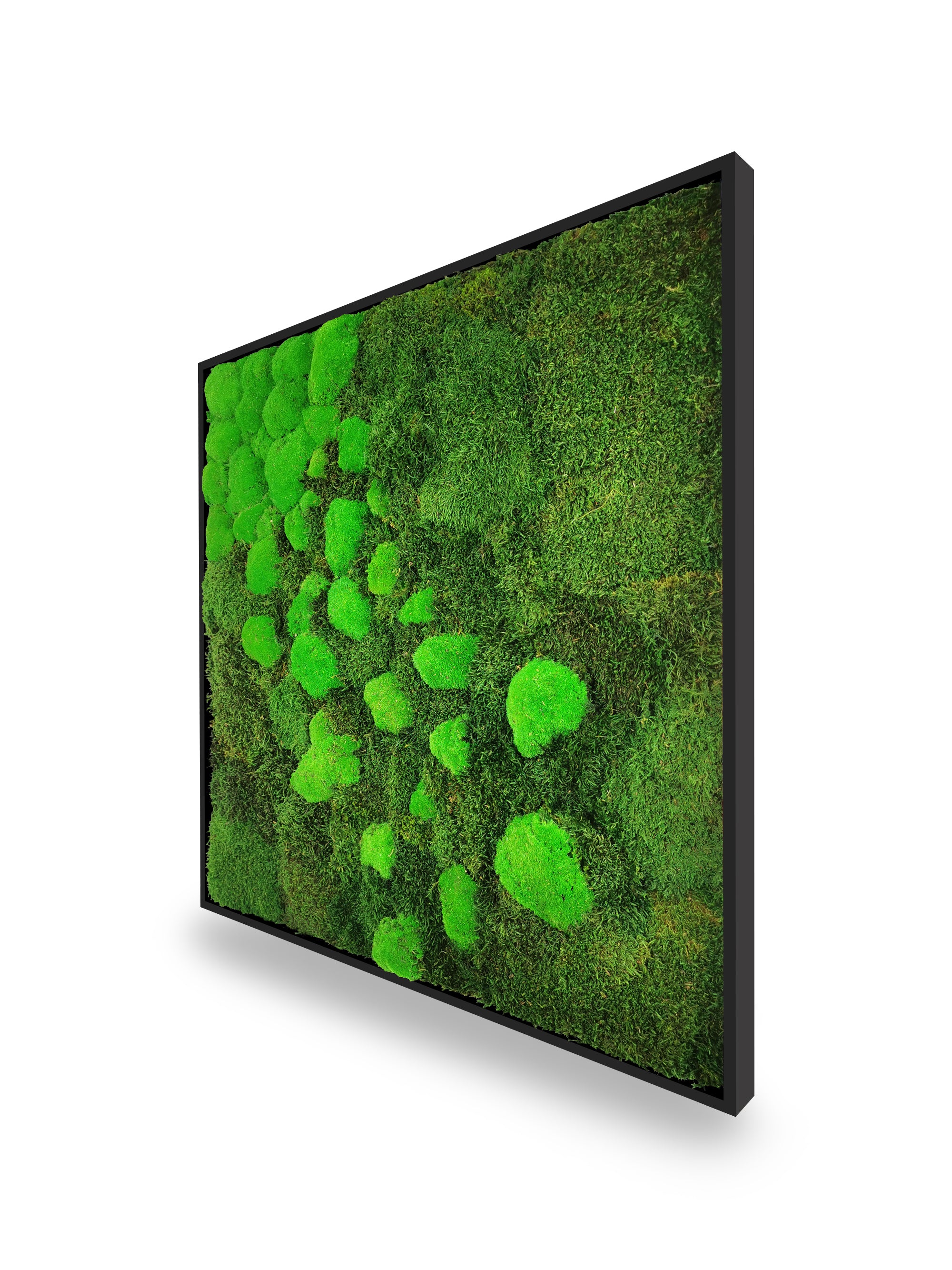 Tableau végétal naturel stabilisé Moss 80x80