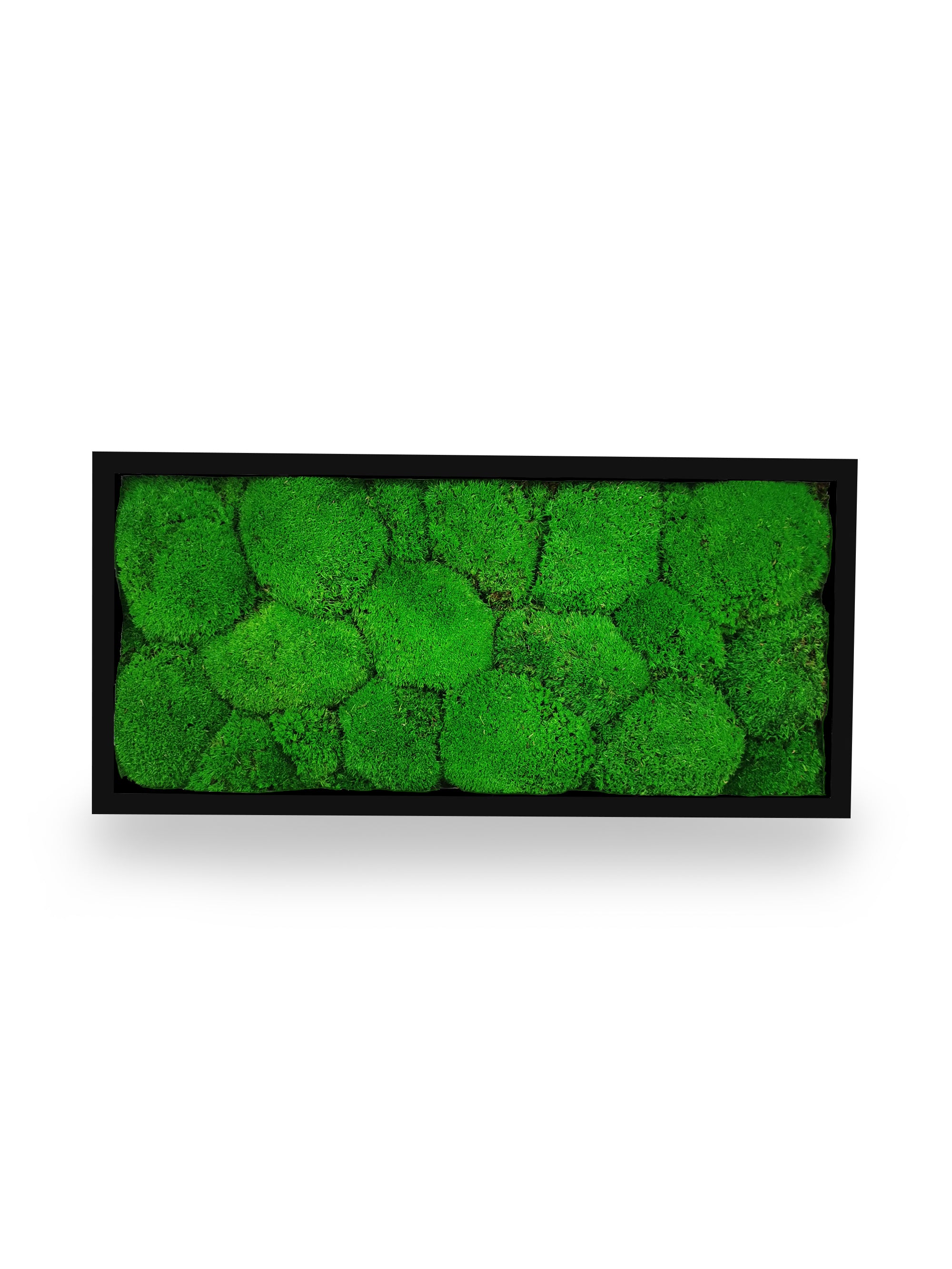 Cadre végétal stabilisé Sphere 18x38 cm noir format vertical étroit - composition mousses boules vertes relief sphérique - jardin vertical sans arrosage eau lumière - plantes naturelles préservées