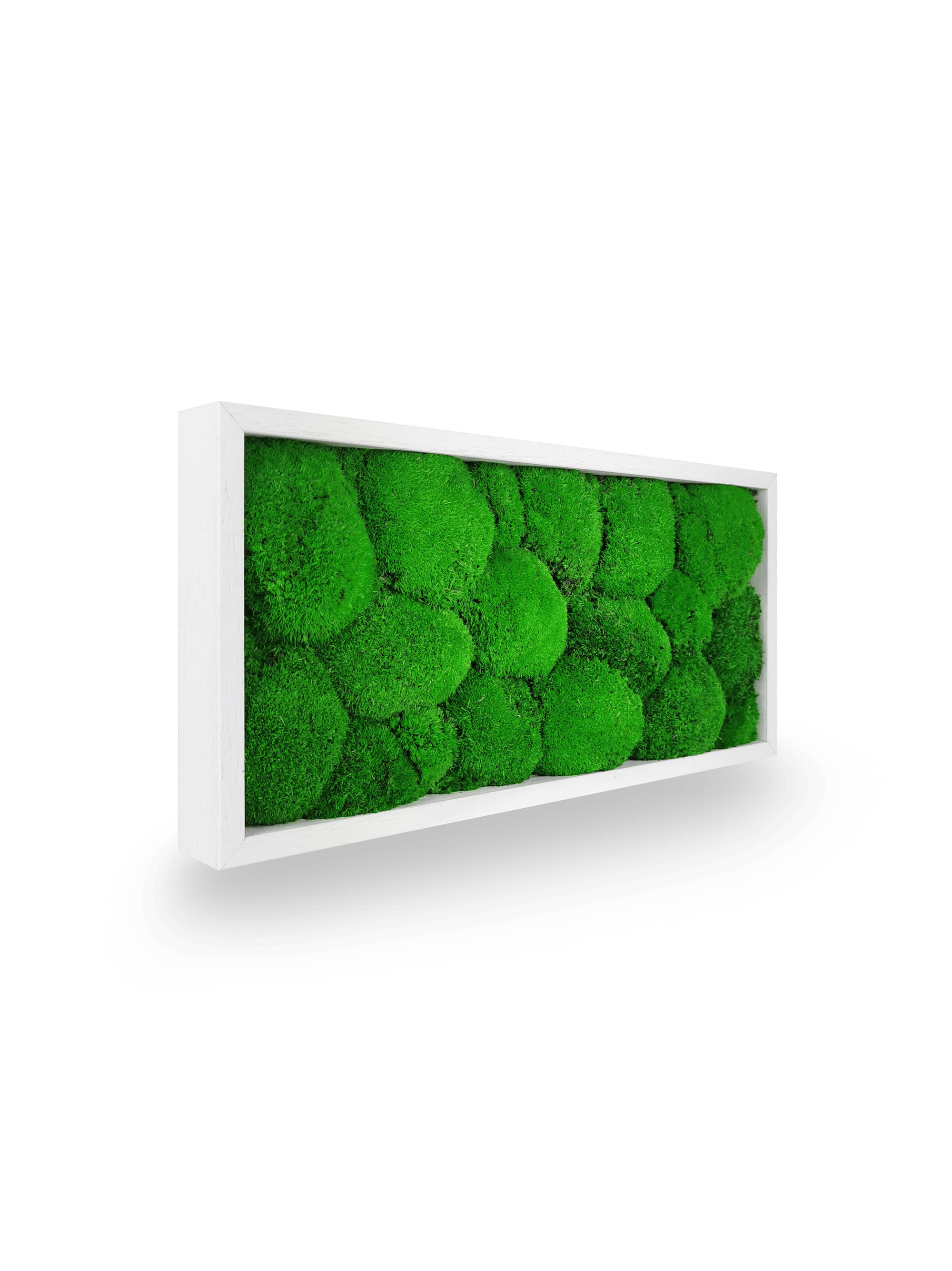 Tableau végétal naturel stabilisé Sphere 18x38 cm - composition mousses boules vertes acidulées relief sphérique - jardin vertical étroit intérieur sans eau lumière - décoration murale nature tendance 2025