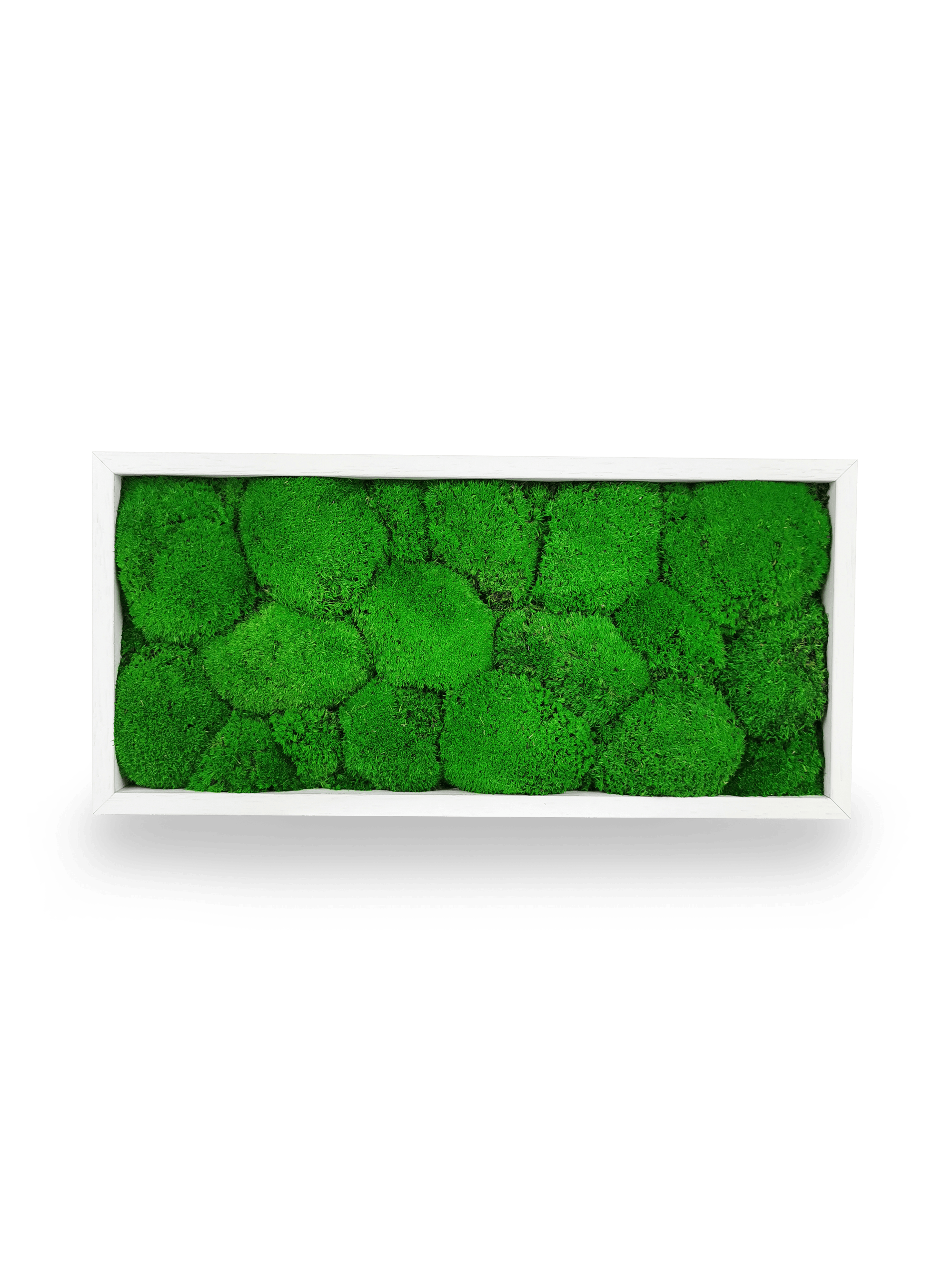 Tableau végétal naturel stabilisé Sphere 18x38