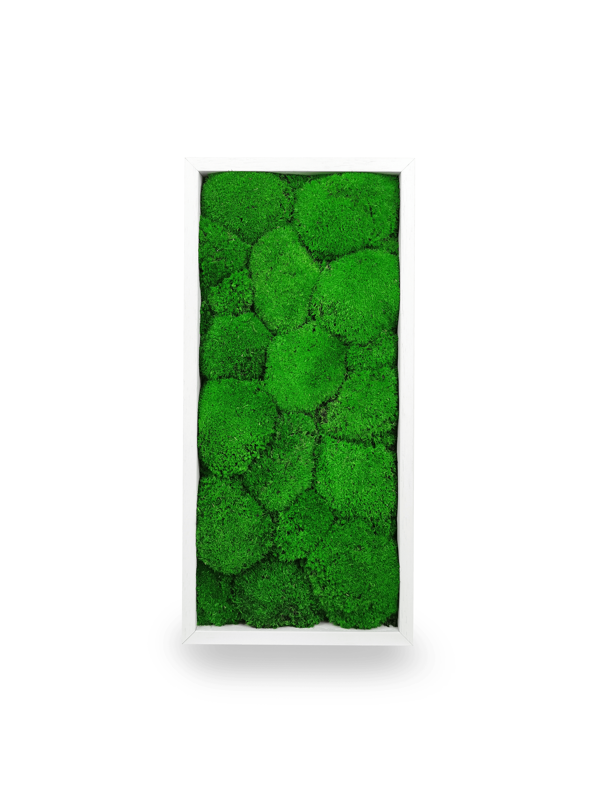 Tableau végétal Sphere 18x38 cm dans intérieur moderne scandinave - cadre blanc minimaliste format petit étroit vertical - mur végétal décoratif - idéal couloir entrée salle bain bureau professionnel