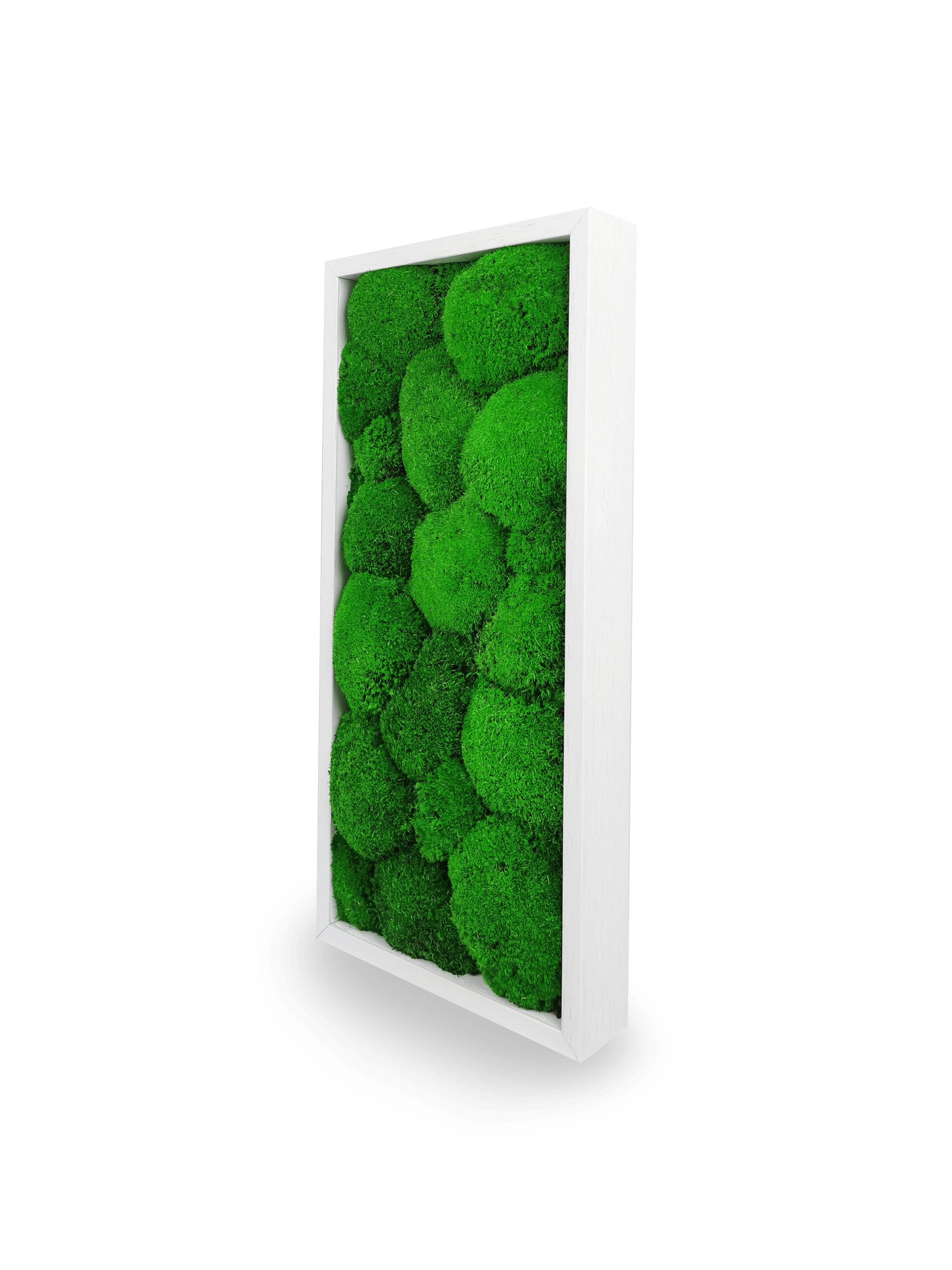 Installation tableau végétal stabilisé Sphere 18x38 cm mur blanc - format rectangulaire vertical étroit long - jardin vertical intérieur tendance moderne - décoration murale végétale premium haut gamme