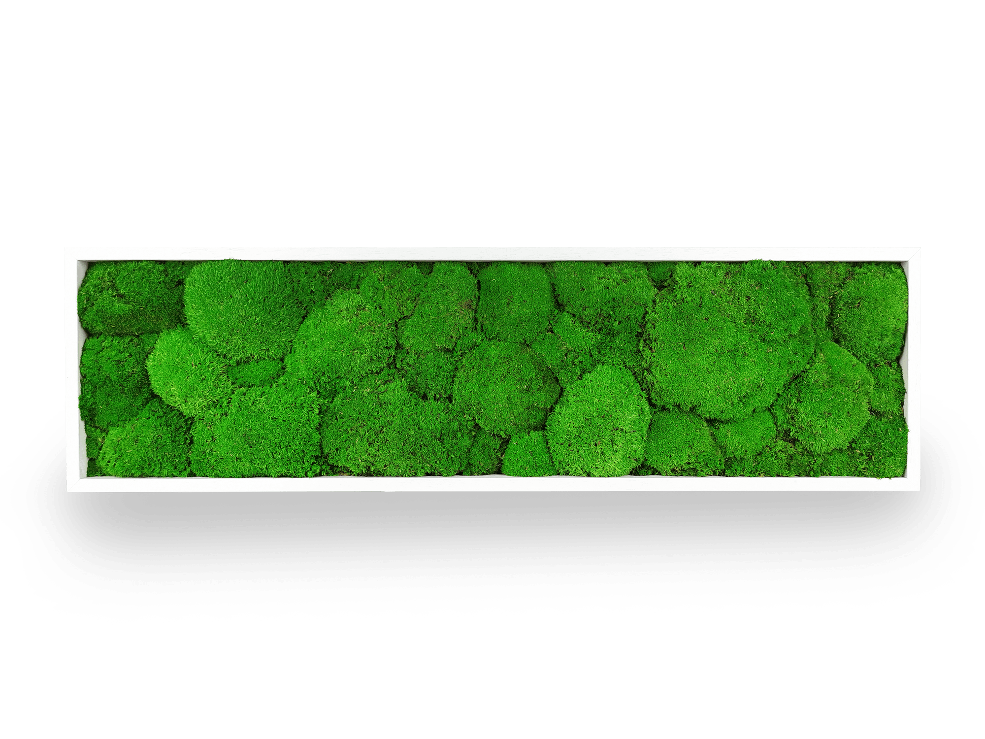 Tableau végétal naturel stabilisé Sphere 20x70