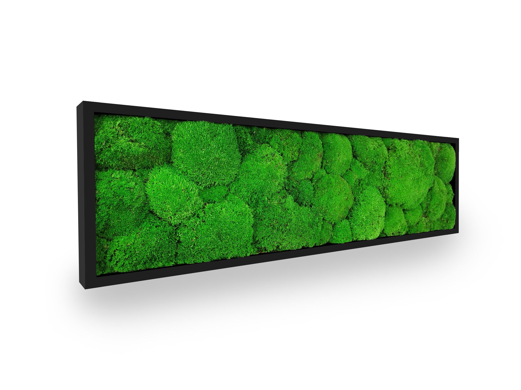 Tableau végétal naturel stabilisé Sphere 20x70