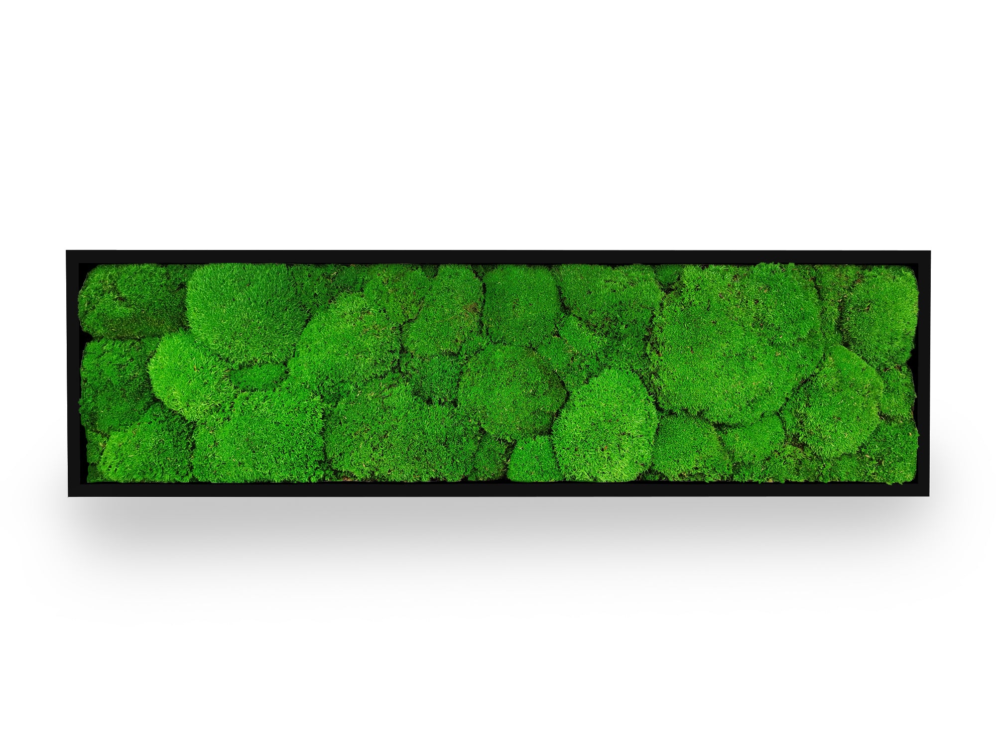 Tableau végétal naturel stabilisé Sphere 20x70